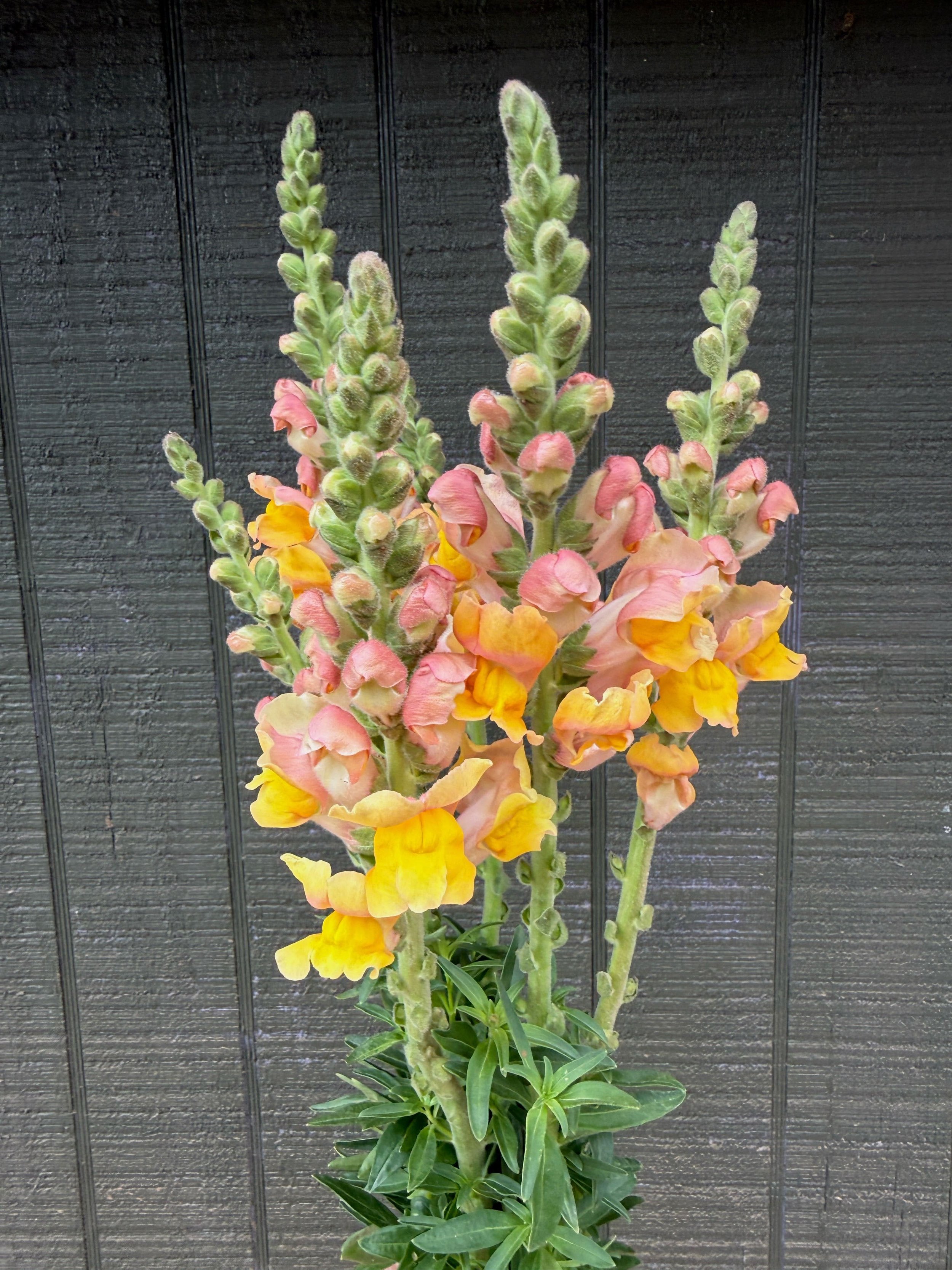 Snapdragon - "Sunset Ombre" (For Week of 5/27)