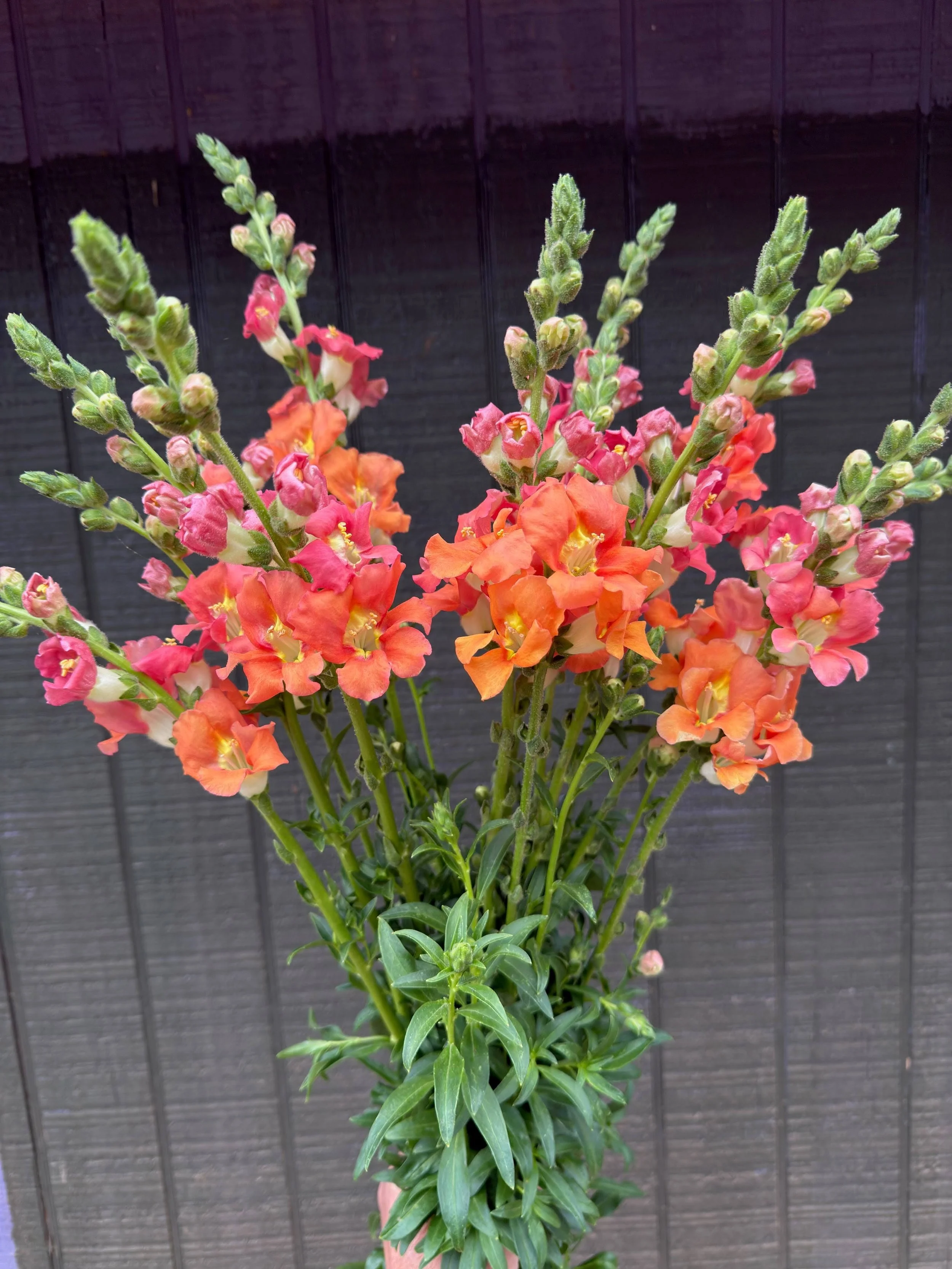 Snapdragon - "Chantilly Orange" (For Week of 5/27)