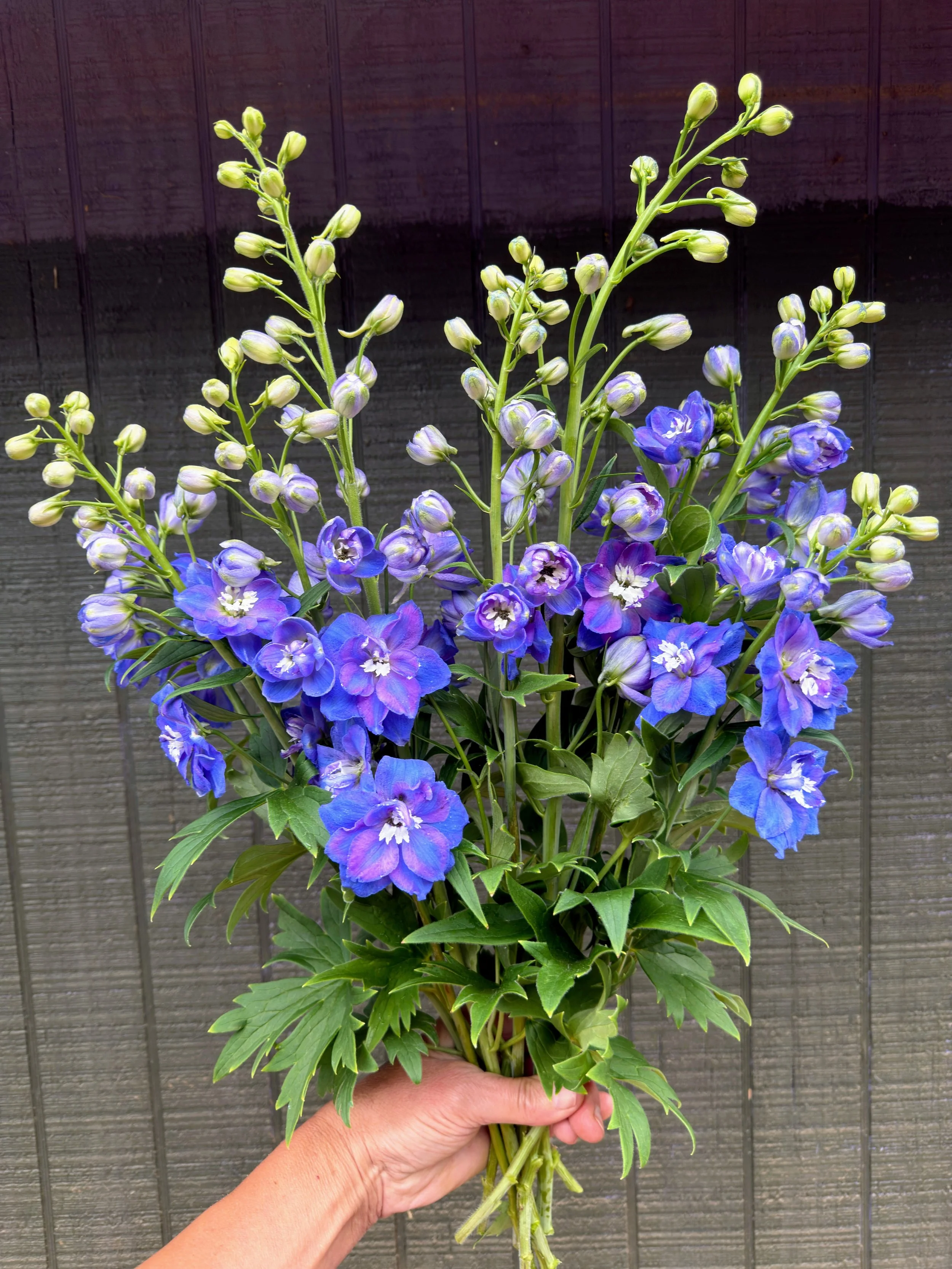 Delphinium - "Dark Blue" (For Week of 5/27)