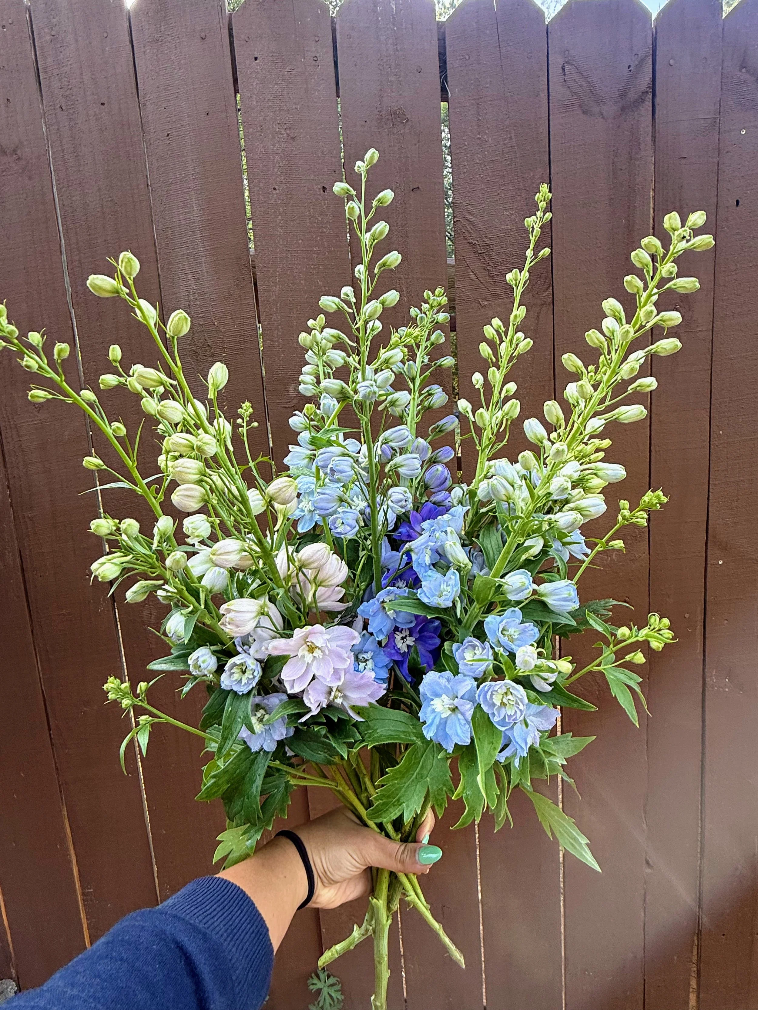 Delphinium - "Light Blue" (For Week of 5/27)