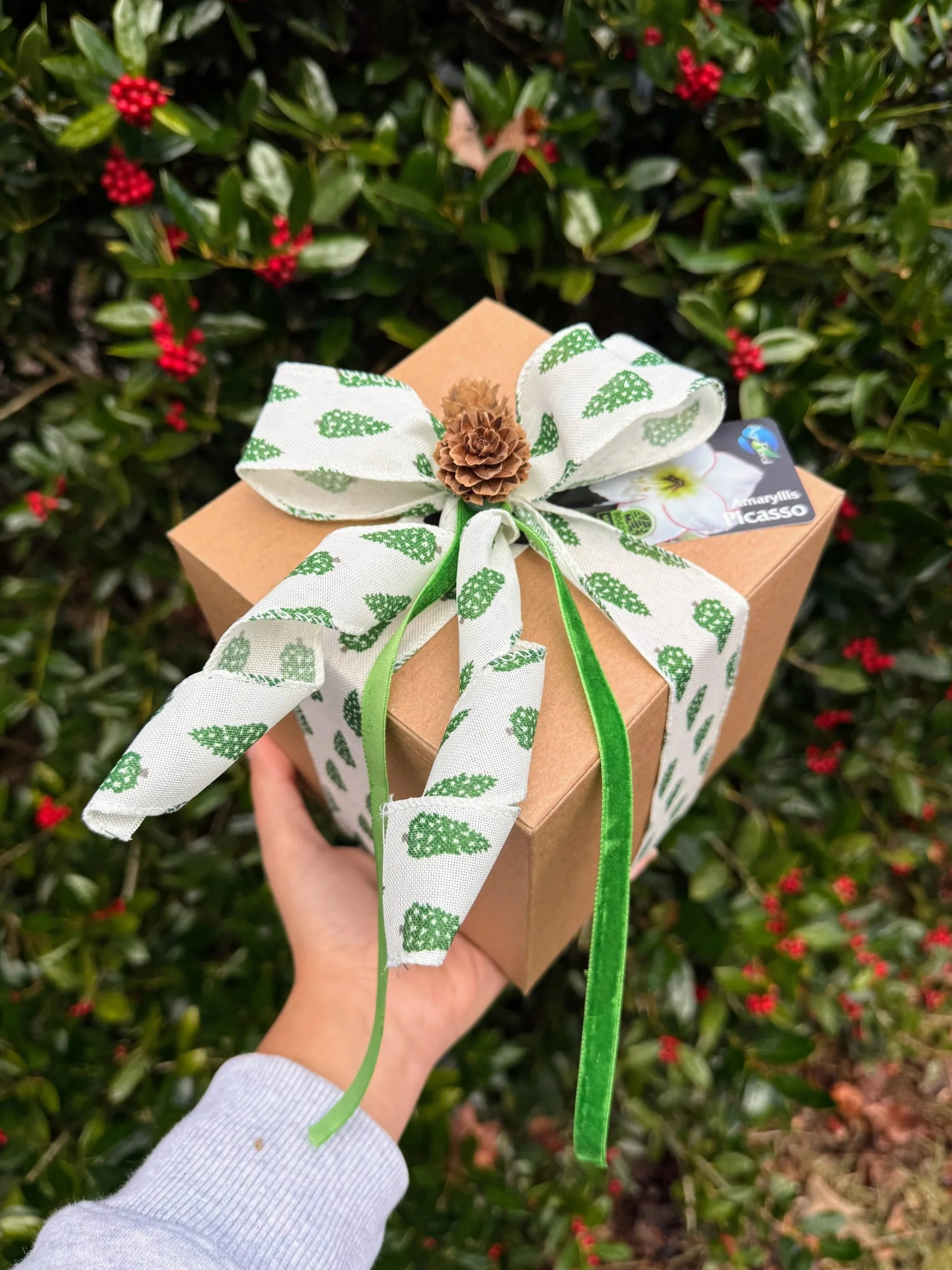 Boxed Amaryllis Bulb