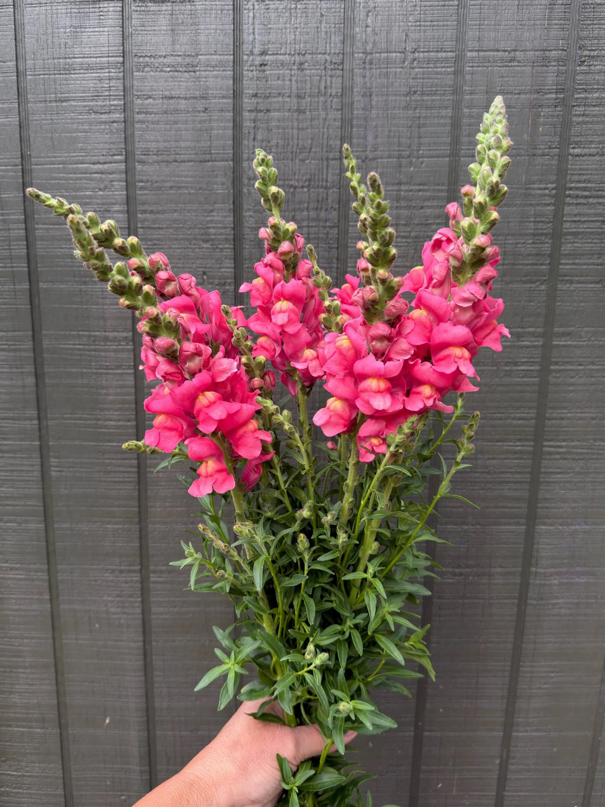 Snapdragon - "Coral/Hot Pink" (For Week of 5/27)