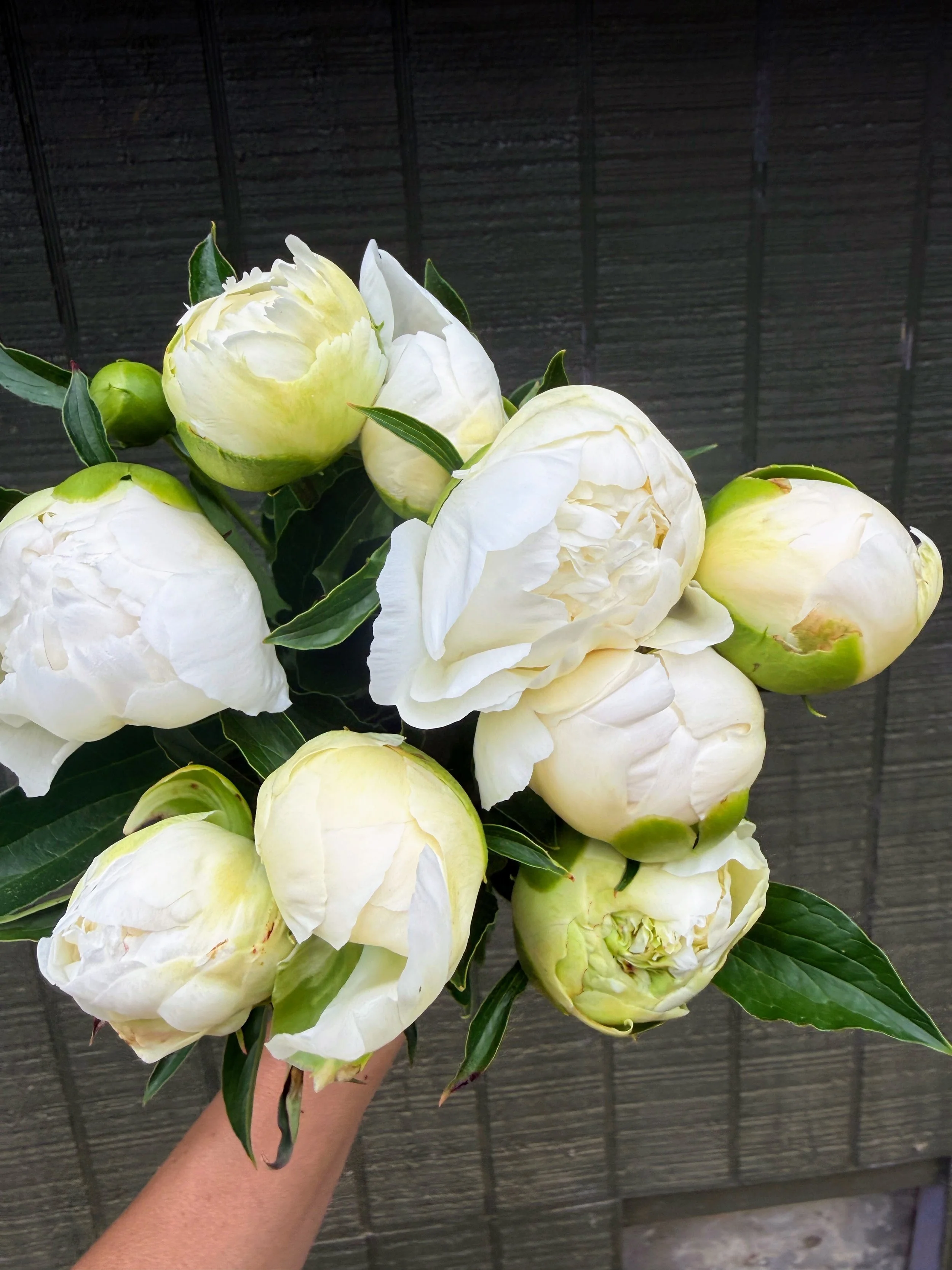 Peony - "White" (For Week of 5/27)