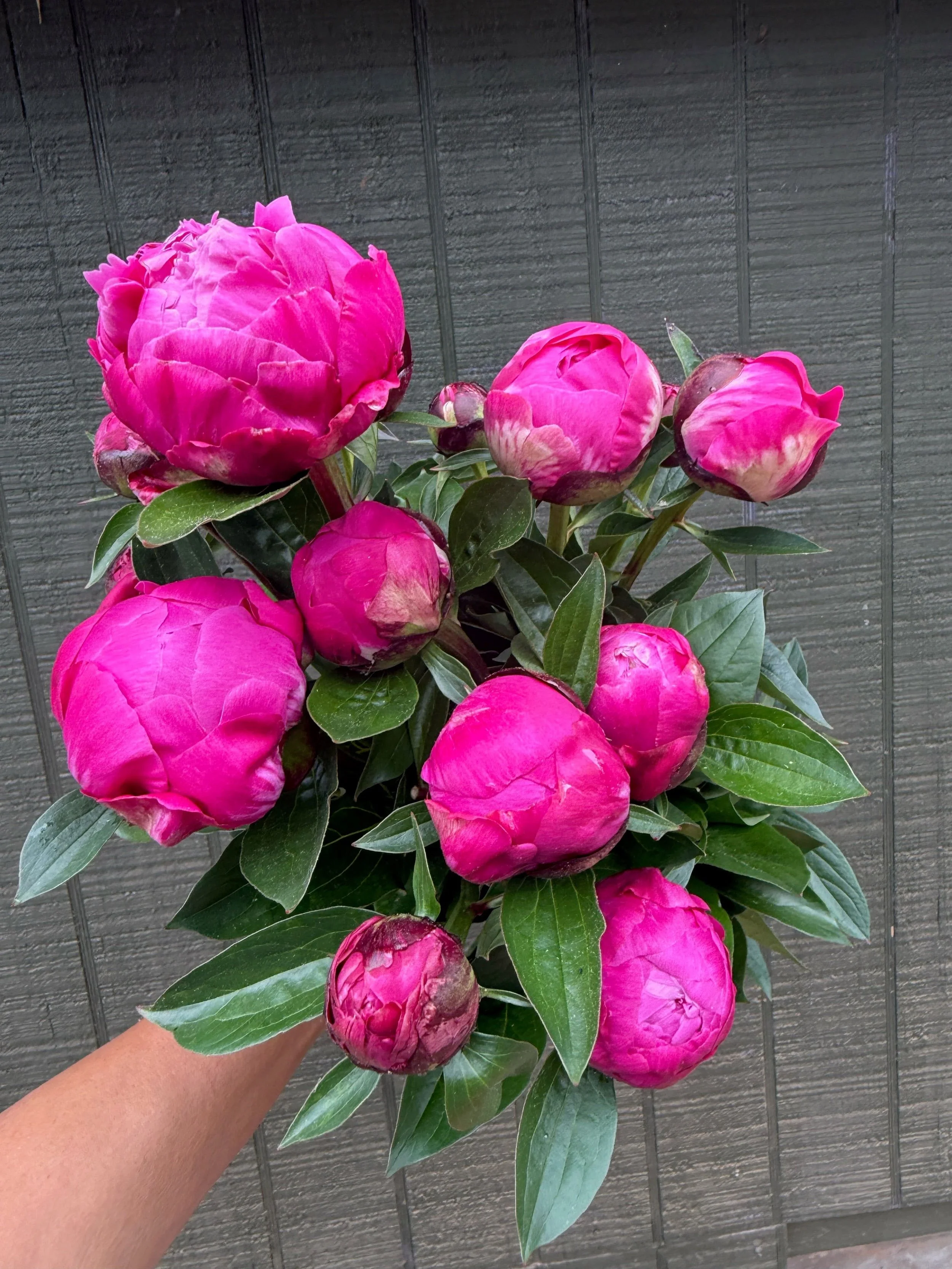 Peony - "Magenta" (For Week of 5/27)