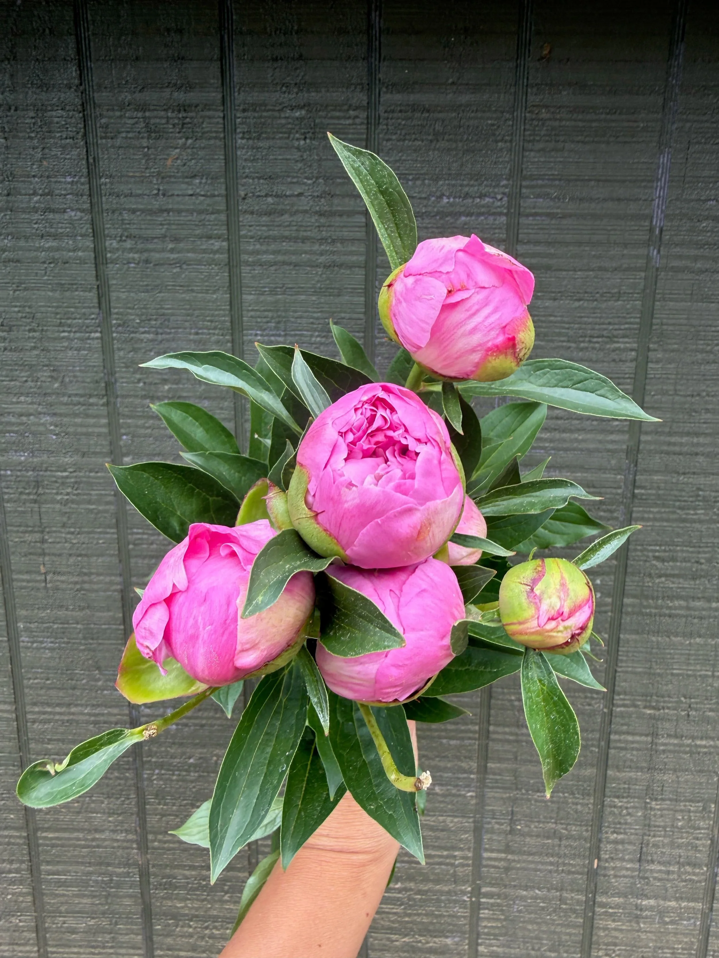 Peony - "Pink" (For Week of 5/27)