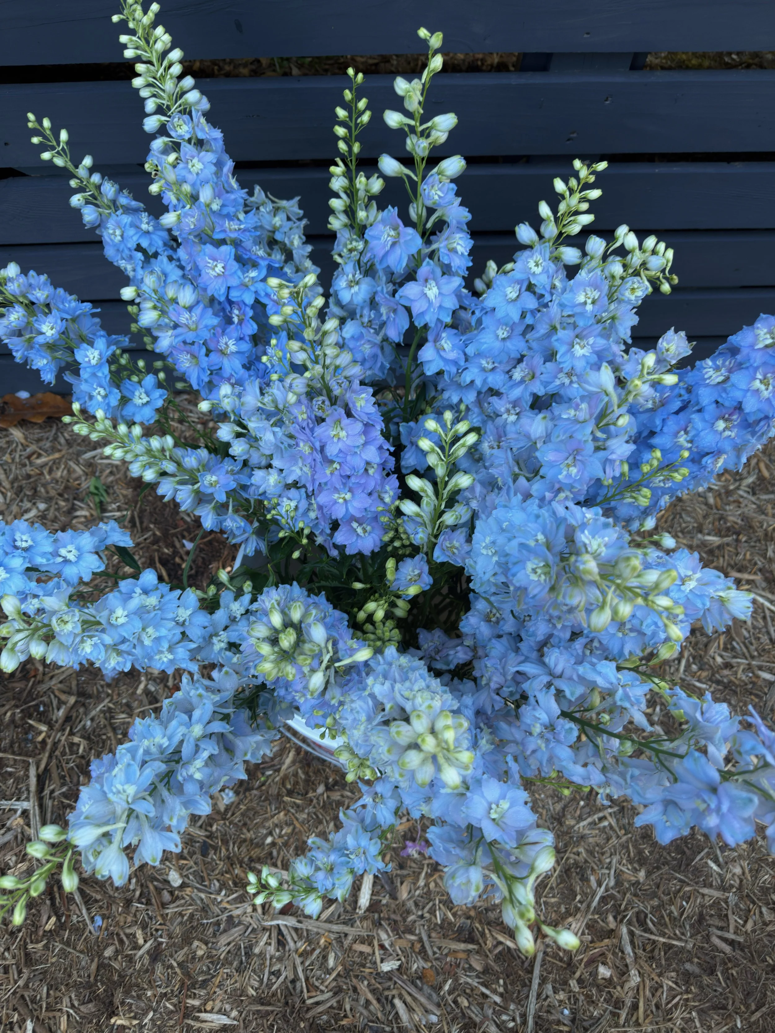 Delphinium - "Light Blue" (For Week of 5/27)