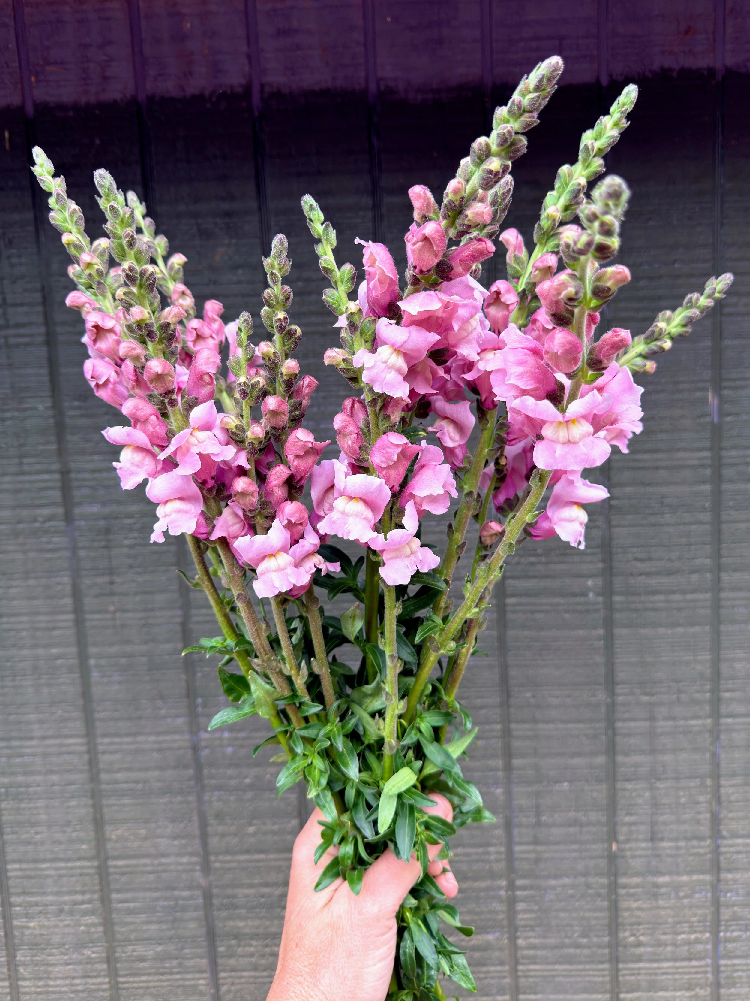 Snapdragon - "Lavender" (For Week of 5/27)