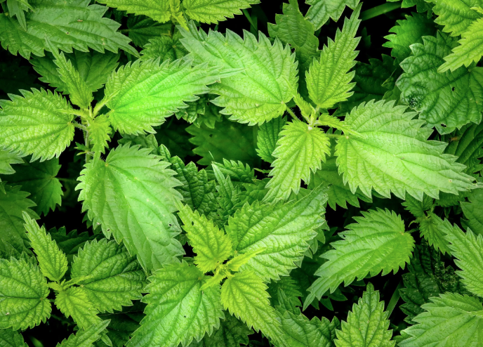 Wild Springs Greens Teacher Training