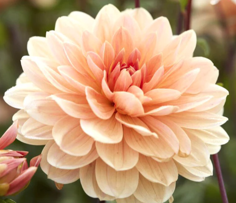 Dahlia Workshop Series