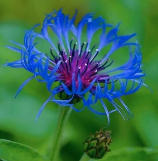 Cultural&nbsp;Ecosystems:&nbsp;Camas&nbsp;Prairies&nbsp;&amp;&nbsp;Food&nbsp;Forests
