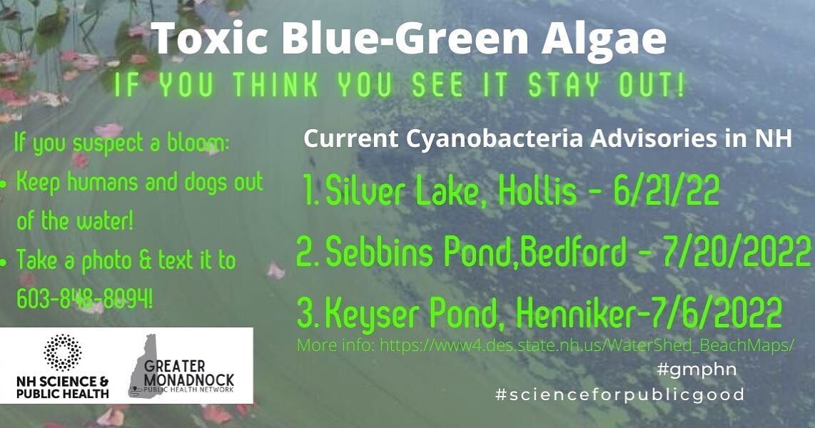 Keep dogs and humans out of bright green looking water like this which could be Cyanobacteria. Take pics and text to DES at 603-848-8094 if you see this.