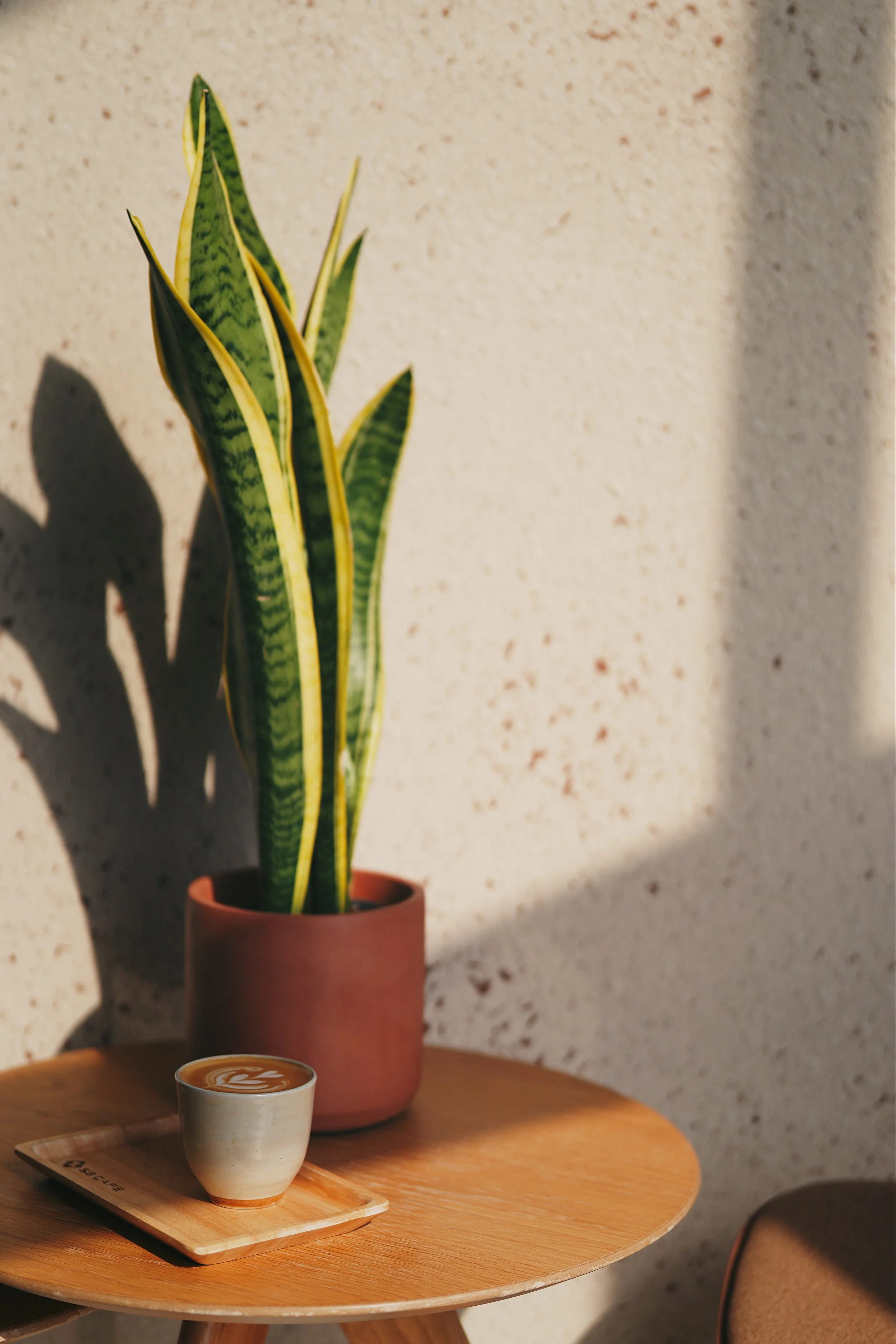 flat white coffee sun plant