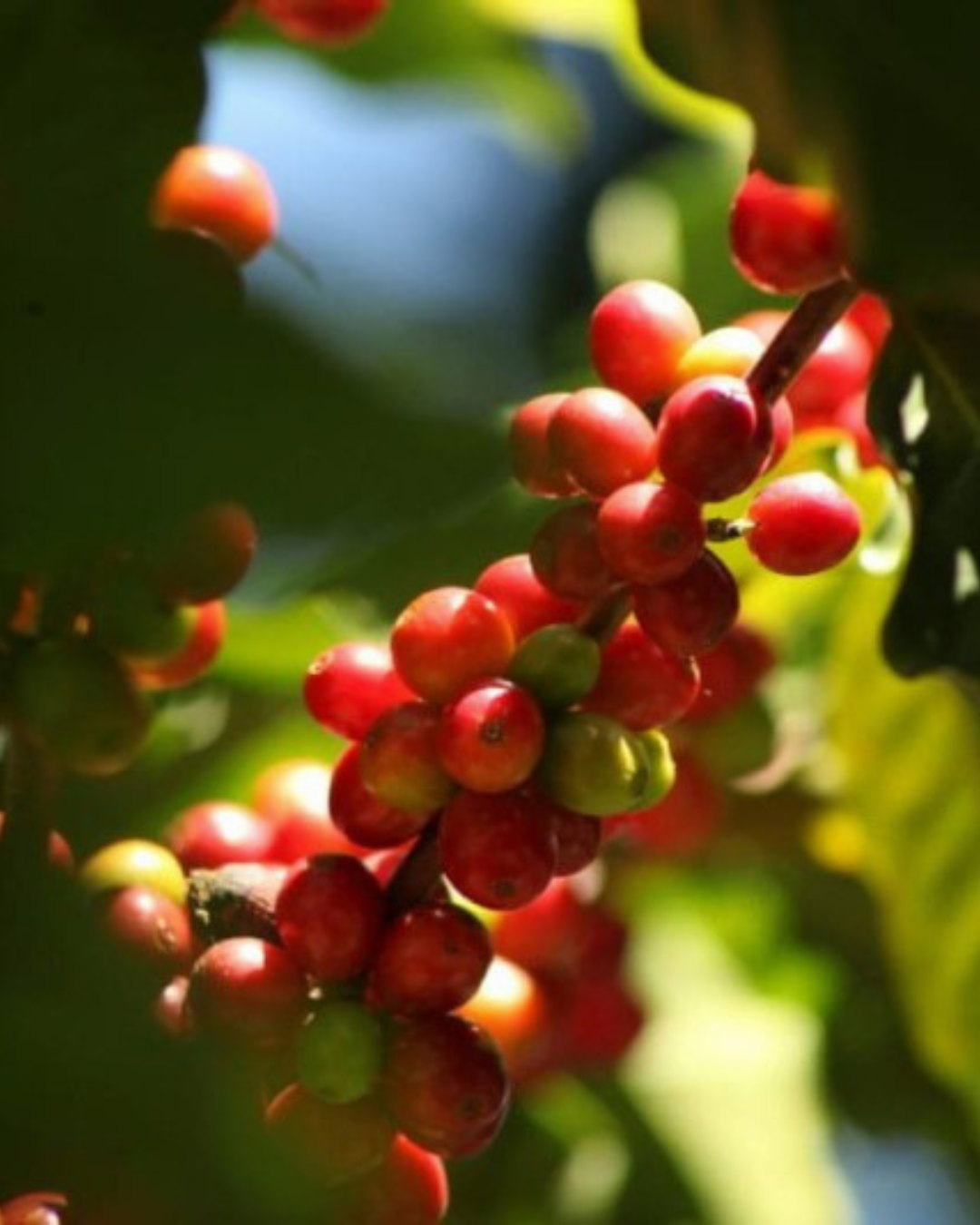 Coffeenow