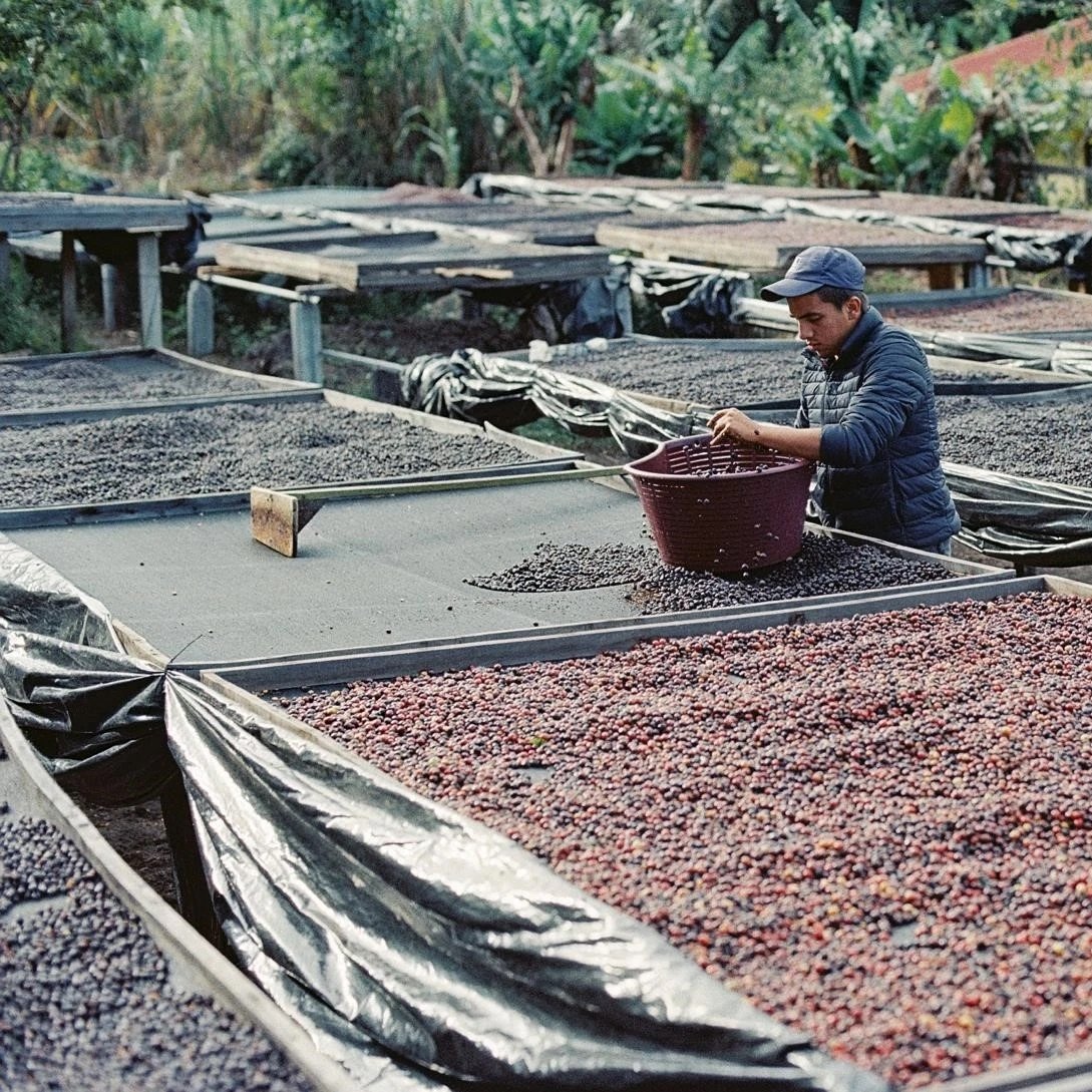 Costa Rica Don Eli by Mattina Coffee