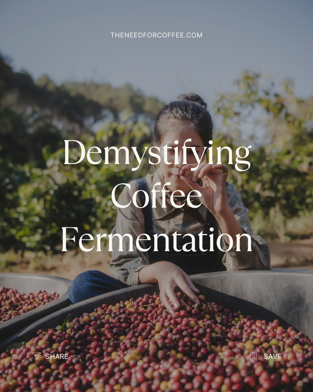 Demystifying Coffee Fermentation
