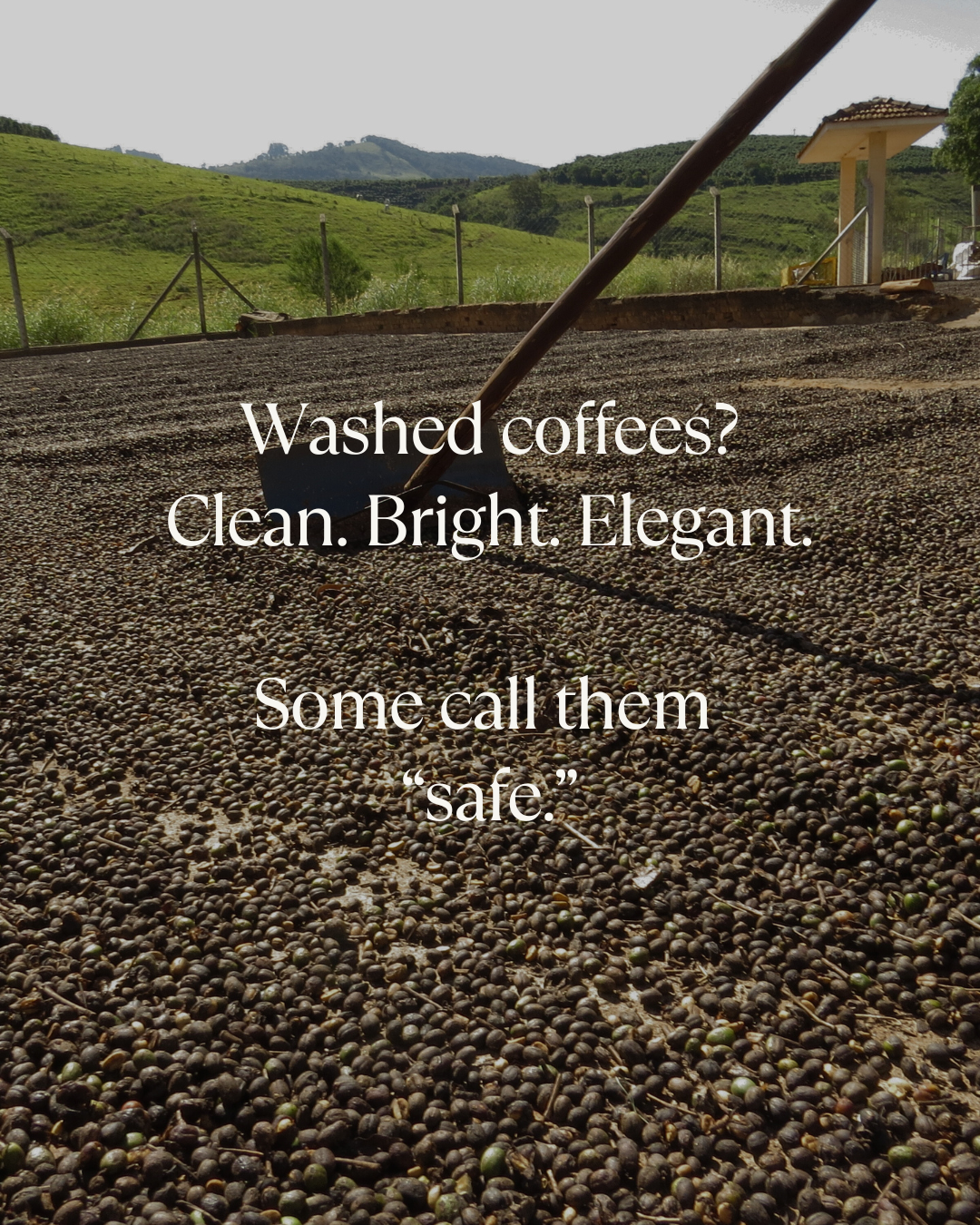 washed coffee