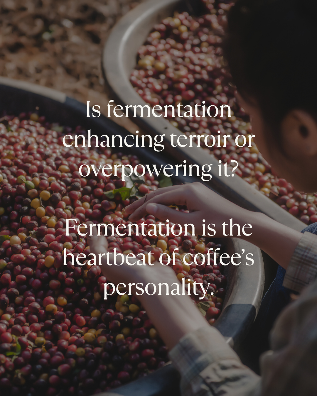fermentation is the heartbeat of coffee's personality
