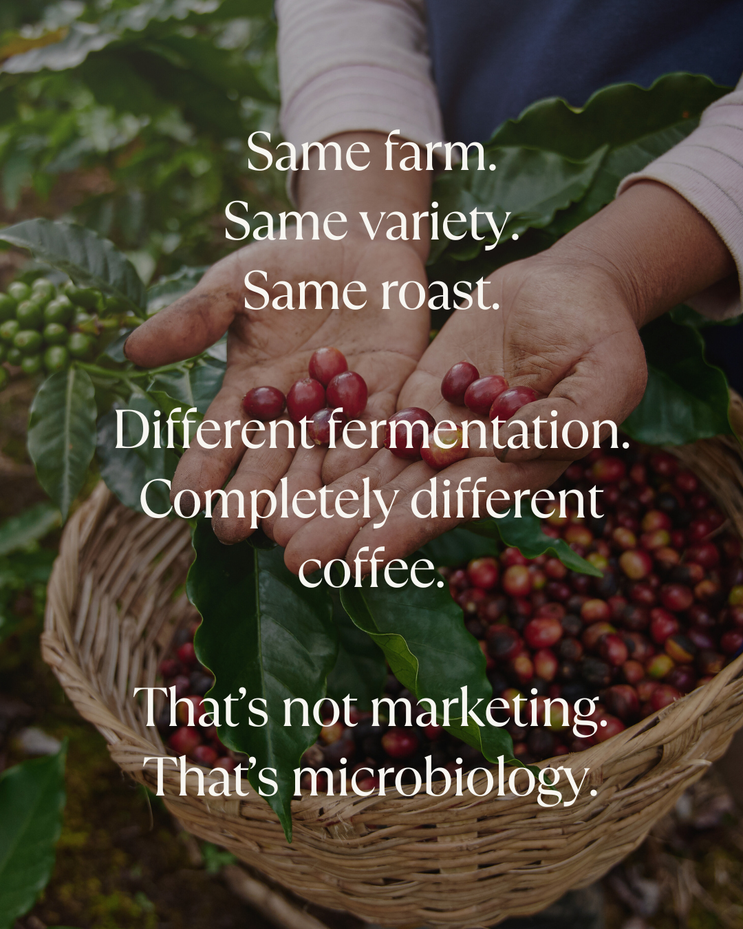 different fermentation completely different coffee