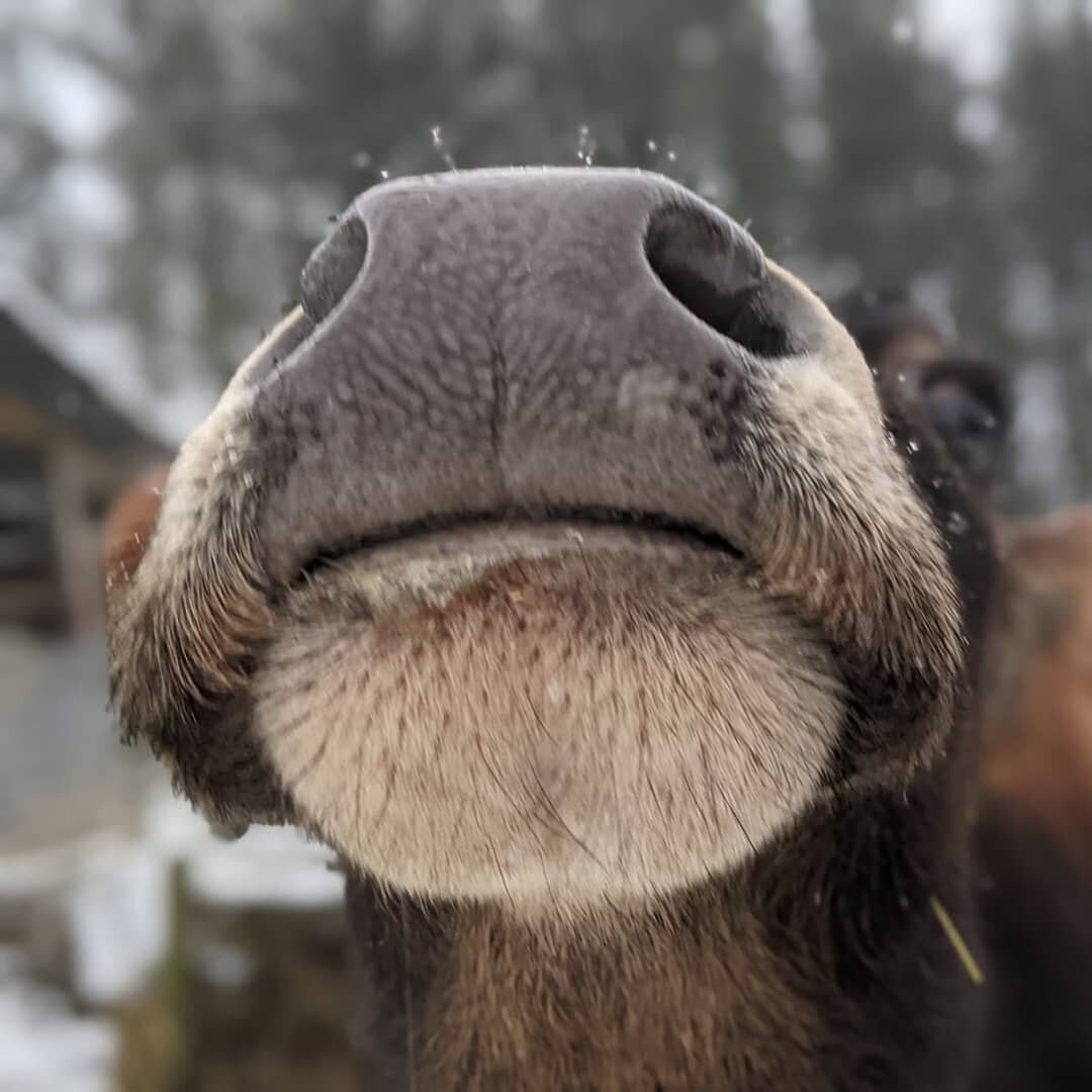 A sprinkle of snow this morning ❄ and some appreciation for cows noses. 
They're sense of smell is way better than ours. They can smell up to SIX MILES away! No wonder they always know when we are on the way with their feed! X