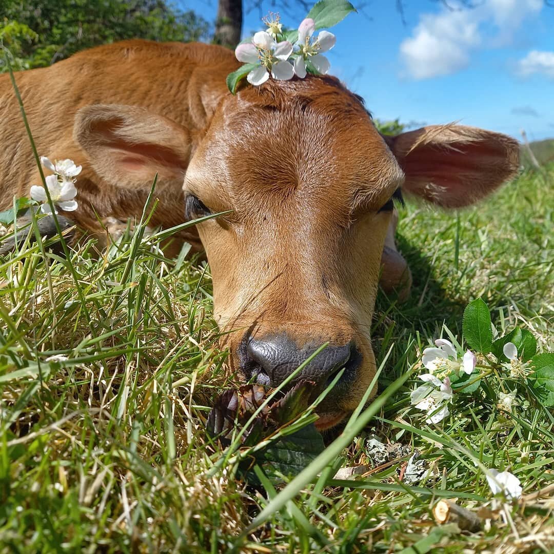 Bovine among the blossoms. Torn (Thorn in Norwegian) was born in a bramble patch. 
He enjoys basking in the sun, playing with the other calves and most of all getting to stay with his mum and grow up in a field rather than a rearing shed.