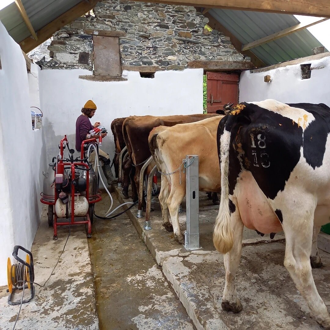 NEW YOUTUBE VID IS UP. link in bio for a Sneak peek at the new milking parlour.
It's not finished yet... the keen of eye will be able to spot our extension cable electrics. You might also notice one of these moos doesn't match.  Ioan @lletylwyd worke
