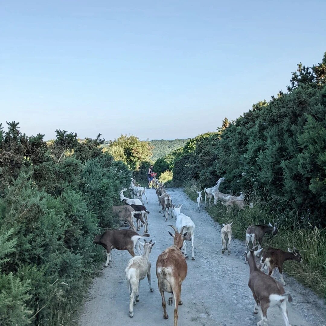 I'm away from the farm this week working with @thegreengoatcafe.  @colintopbanana (who you can just see leading the herd) is helping with shepherding 💚