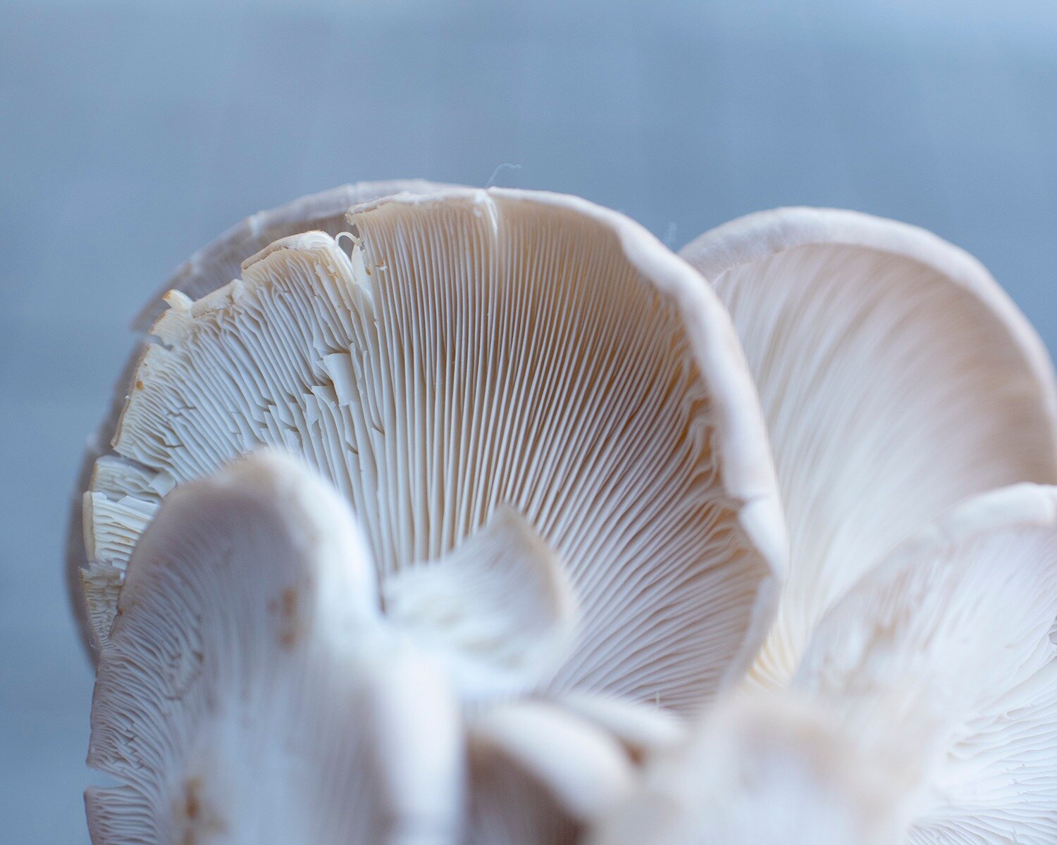 Oyster Mushrooms&mdash;an experience that not only delights the taste buds but also brings a unique taste profile to your plate. Oyster mushrooms are celebrated for their mild, anise-like flavor with a hint of peppery notes. Savor the delicate balanc