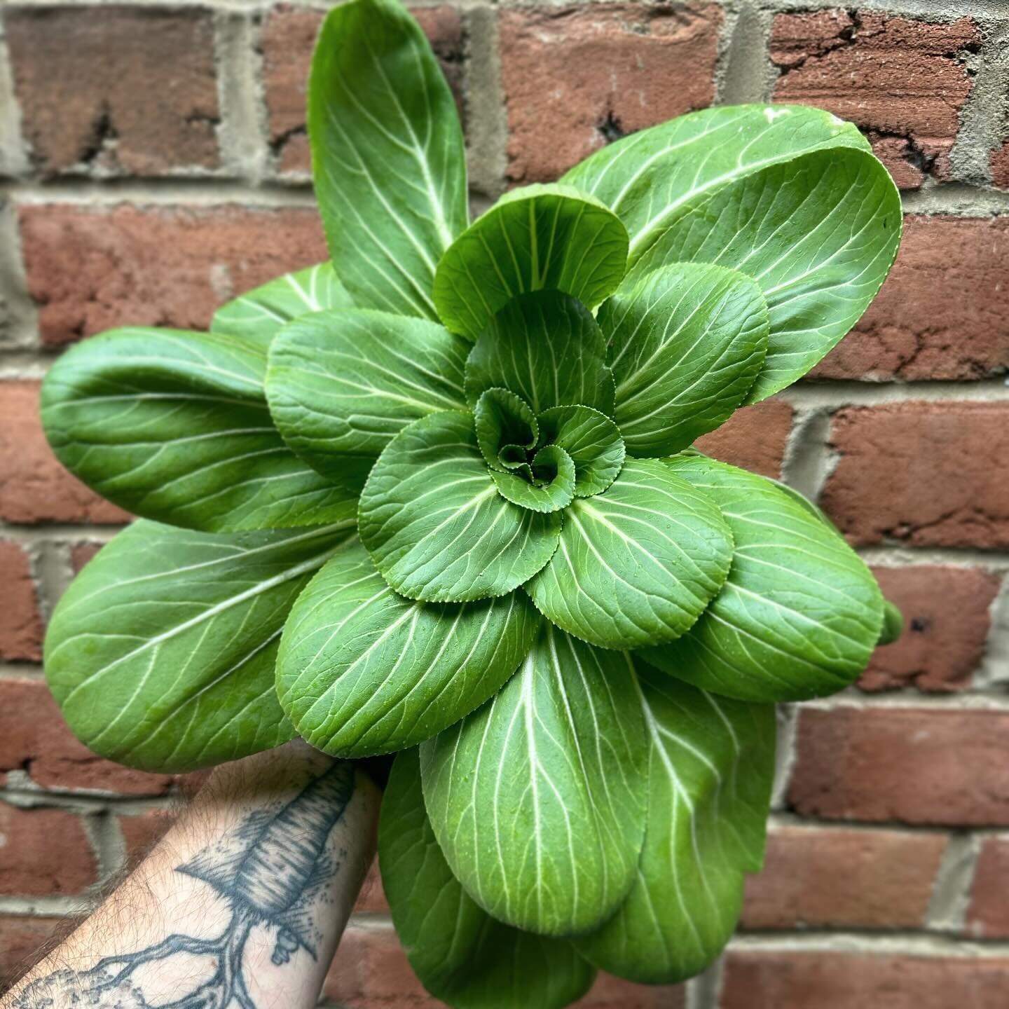 Bok Choy from our greenhouses at Holland Farms in Williamstown Kentucky.