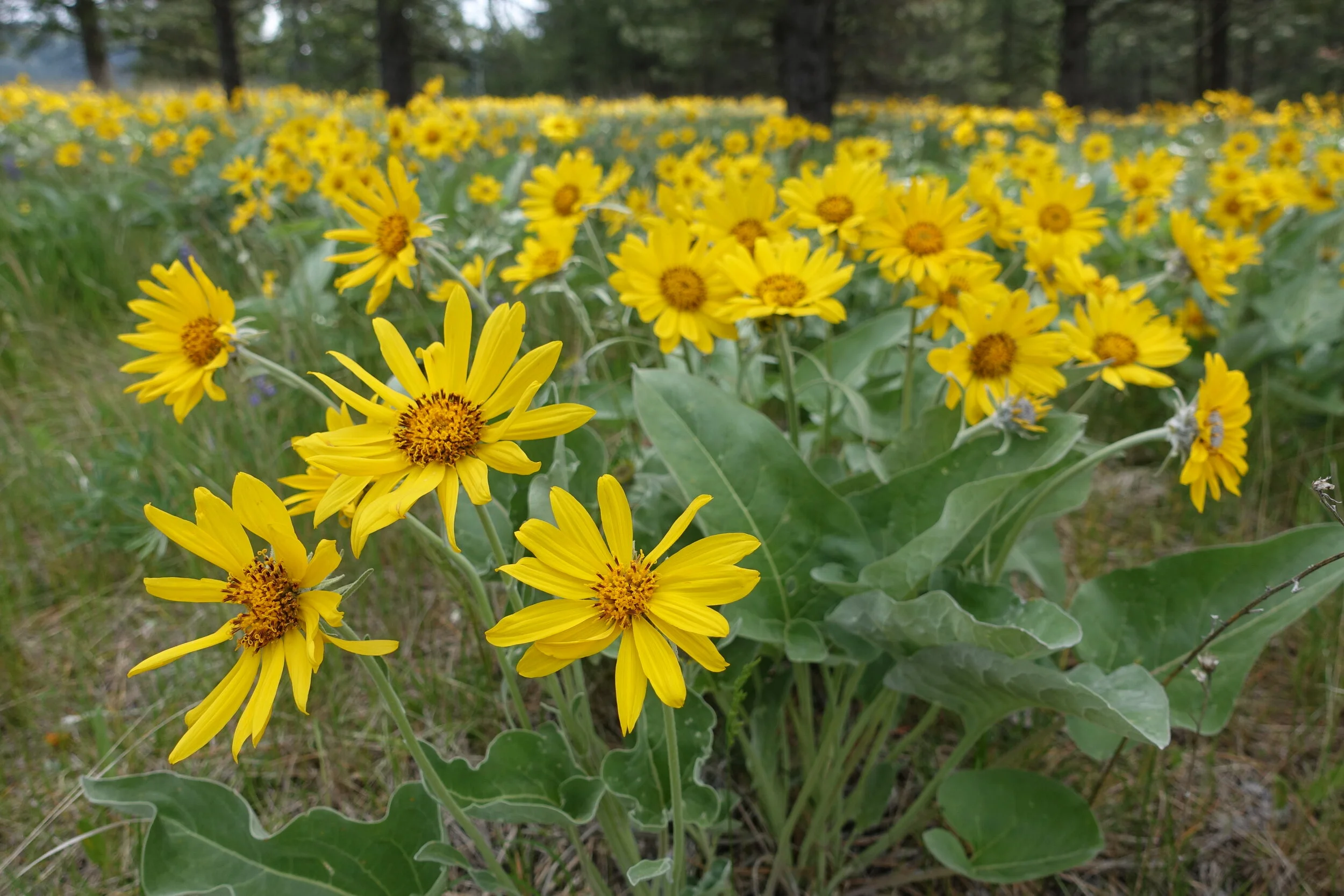 Rattlesnake Creek Natural History — Rattlesnake Creek Watershed Group