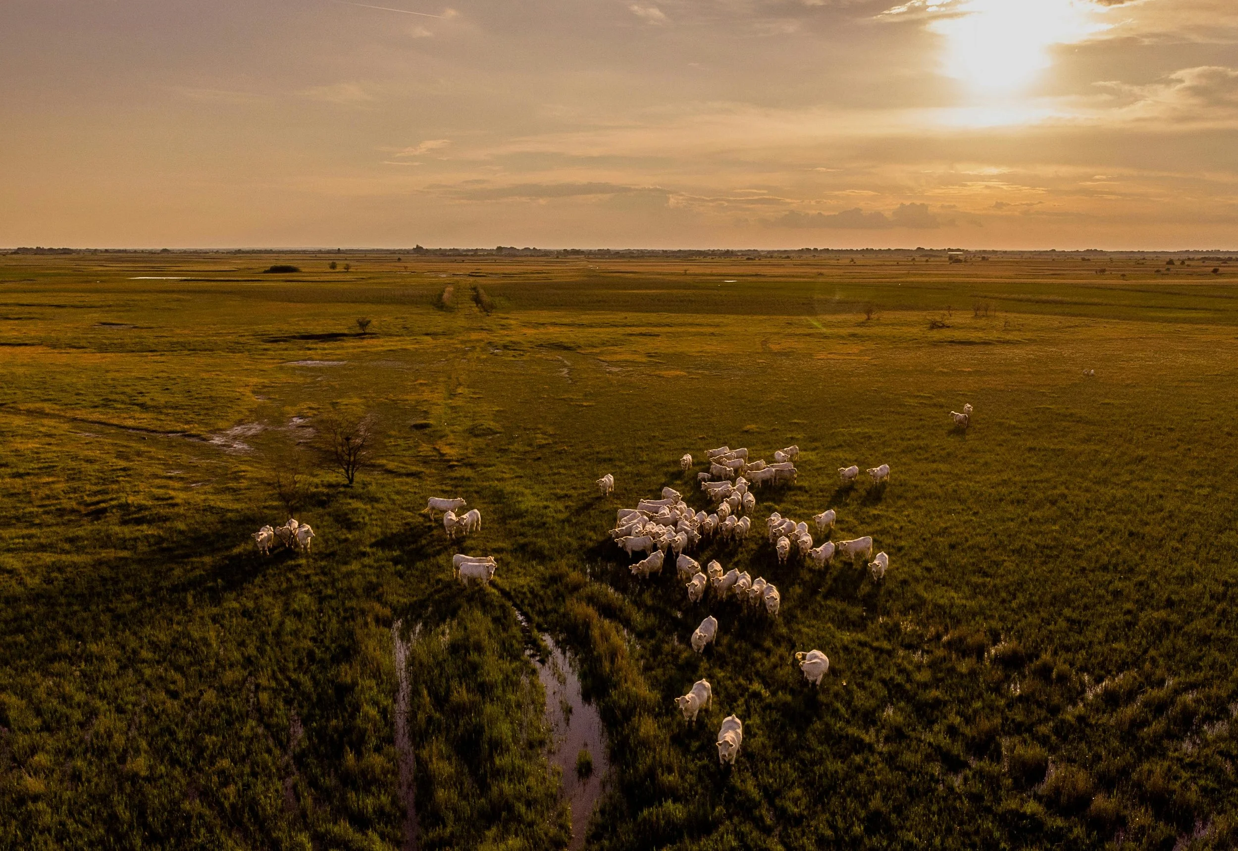 Agricultural Methane—And the Investors Still Missing the Point
