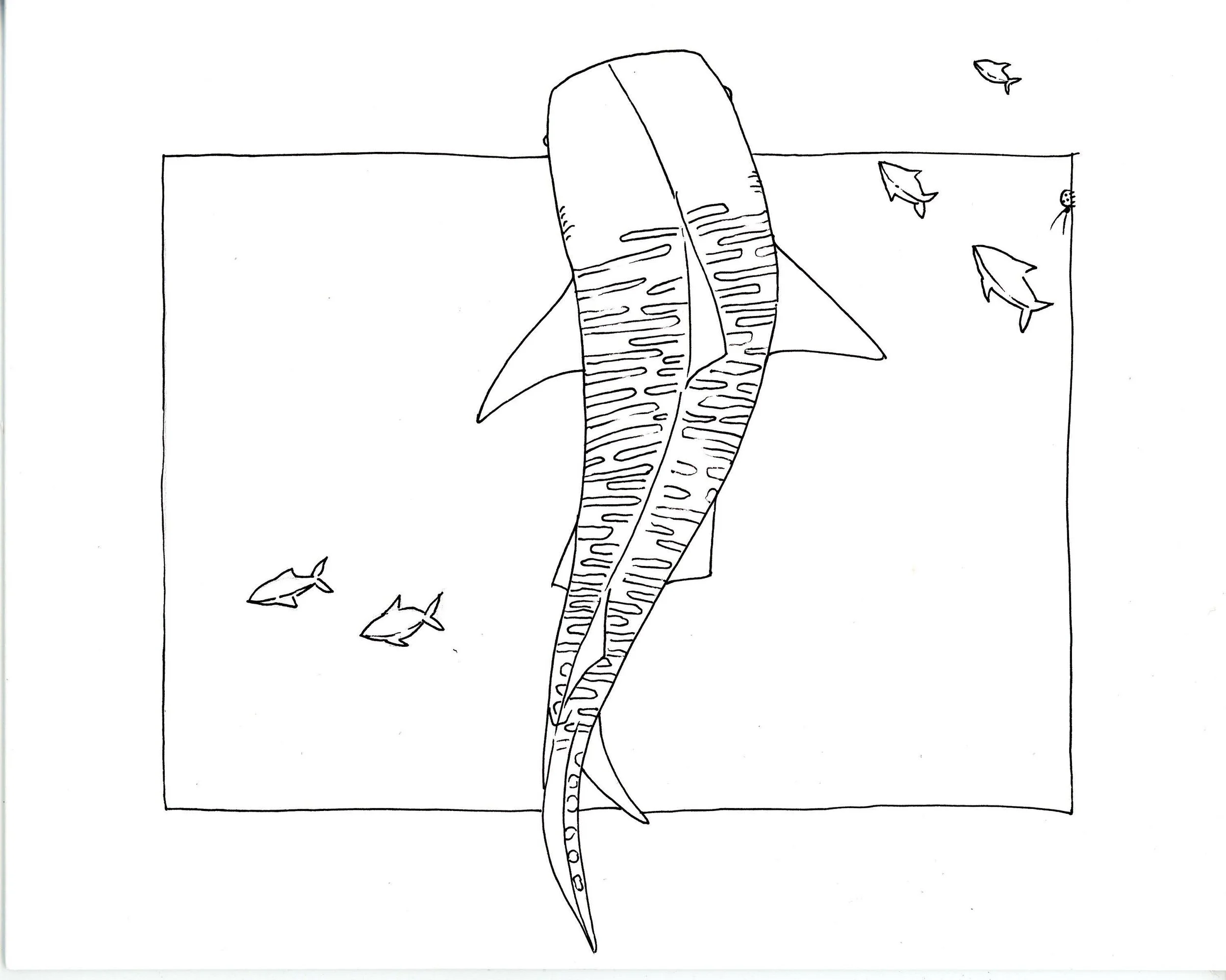 Drawing of Tiger Shark surrounded by fish