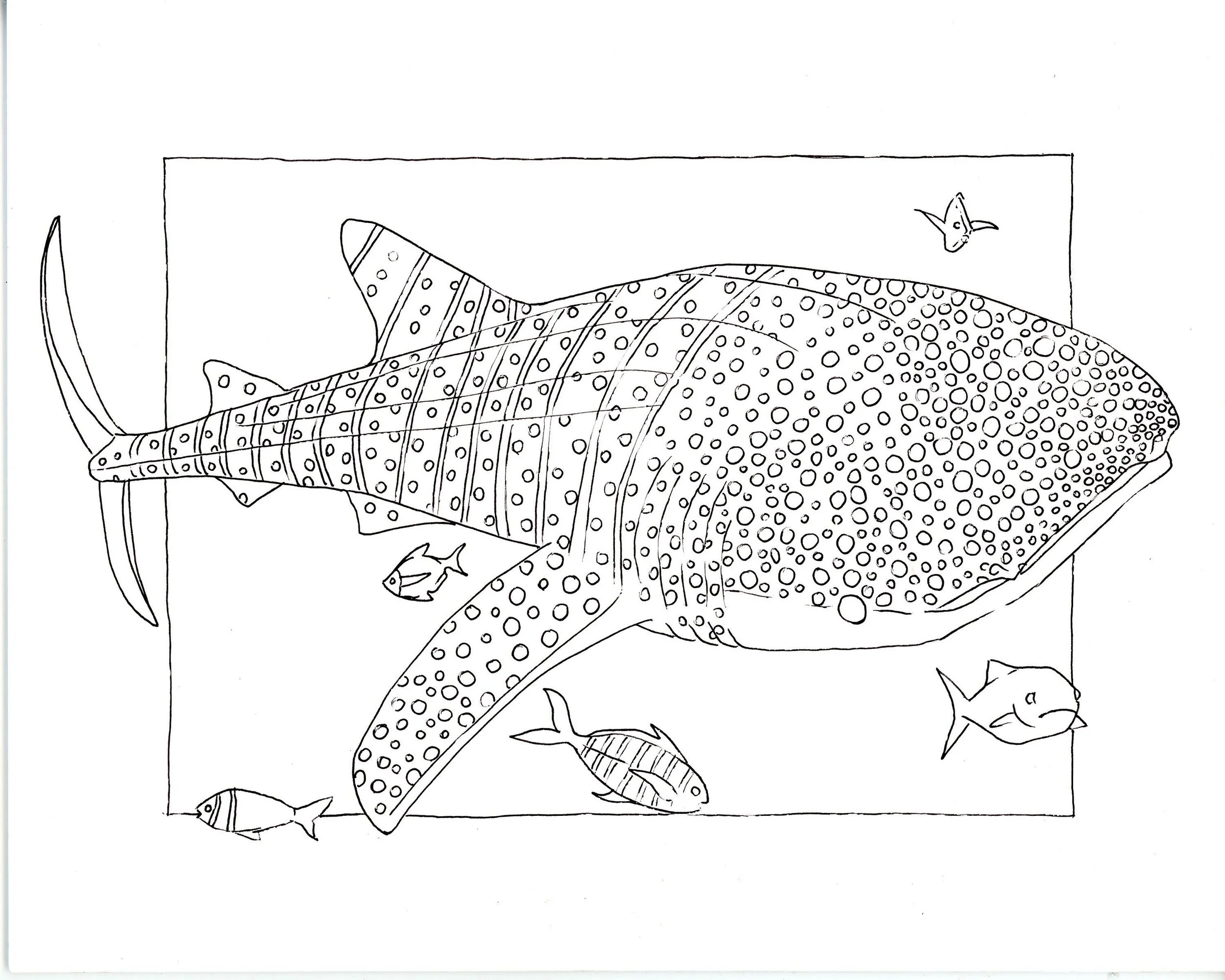 Drawing of Whale Shark