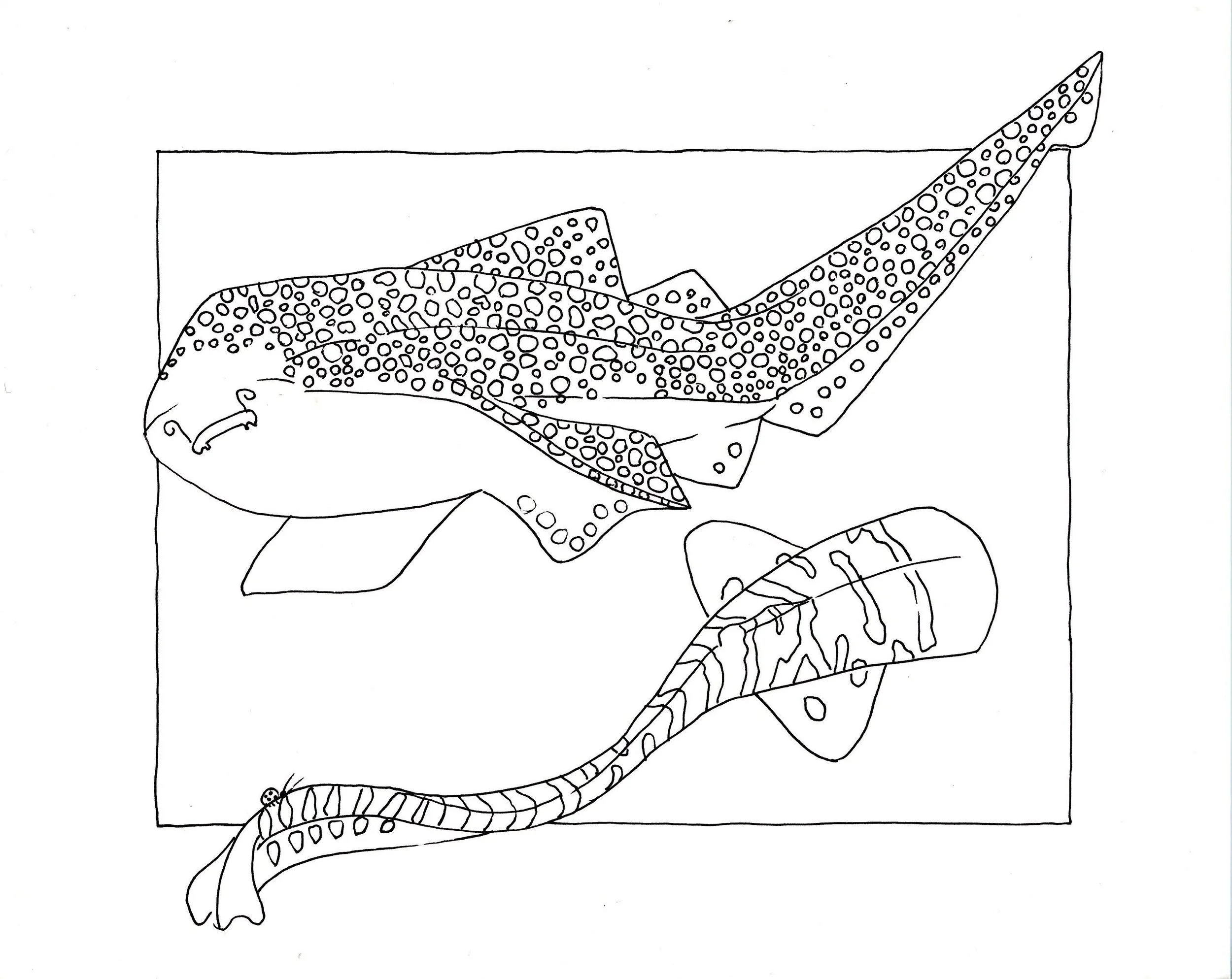 drawings of zebra sharks