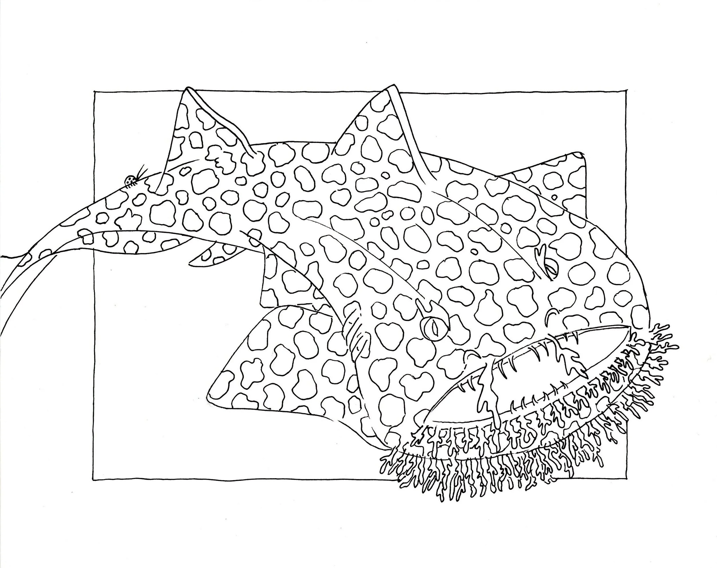 Drawing of Wobbegong shark