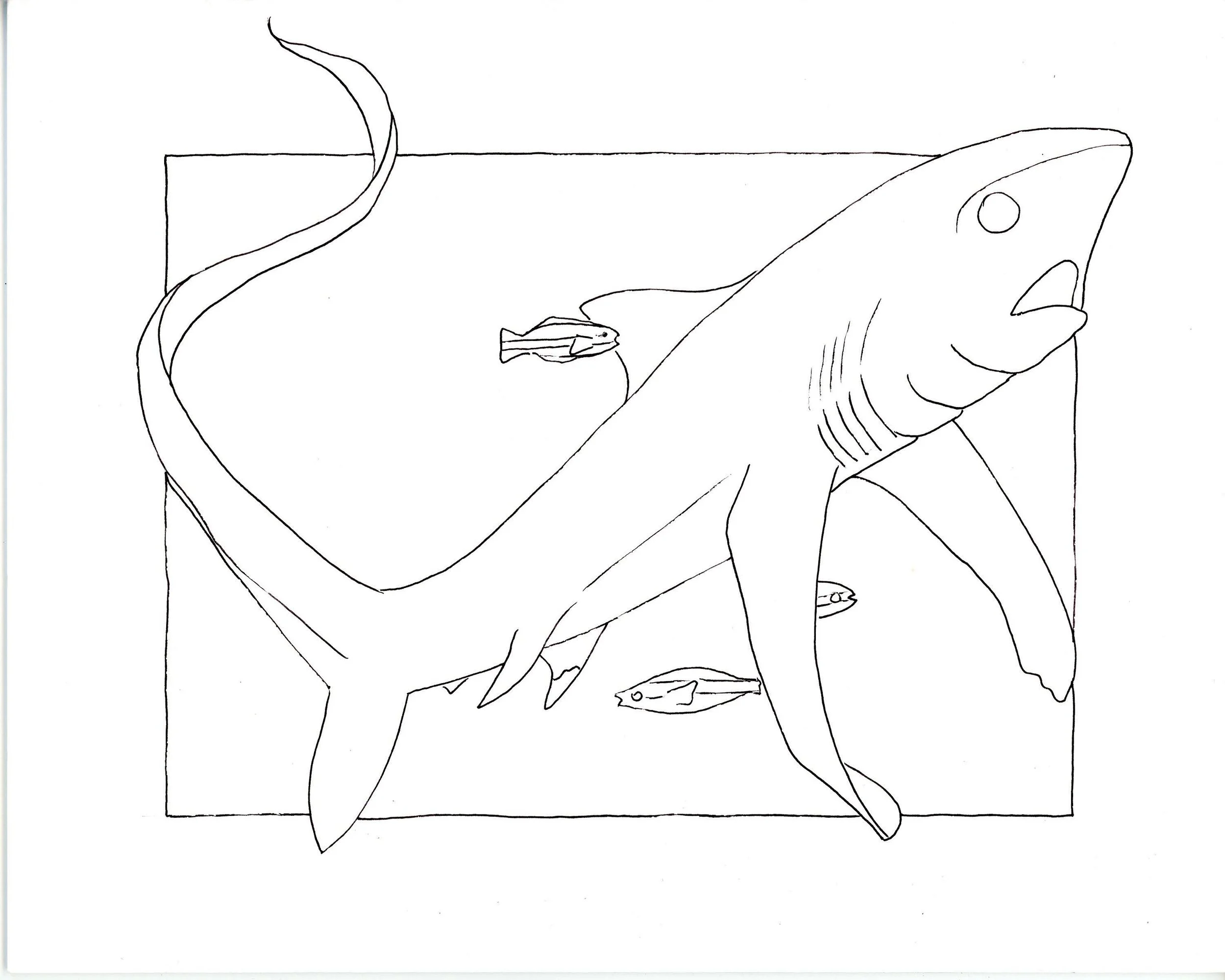Drawing of Thresher Shark