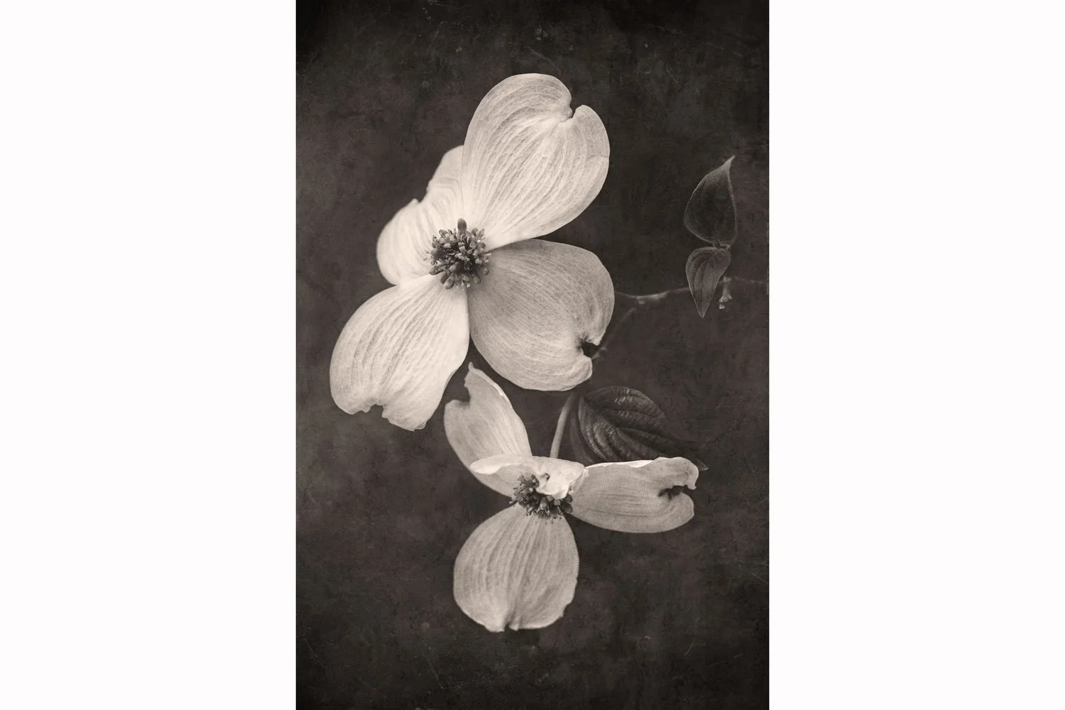 Springtime Dogwood