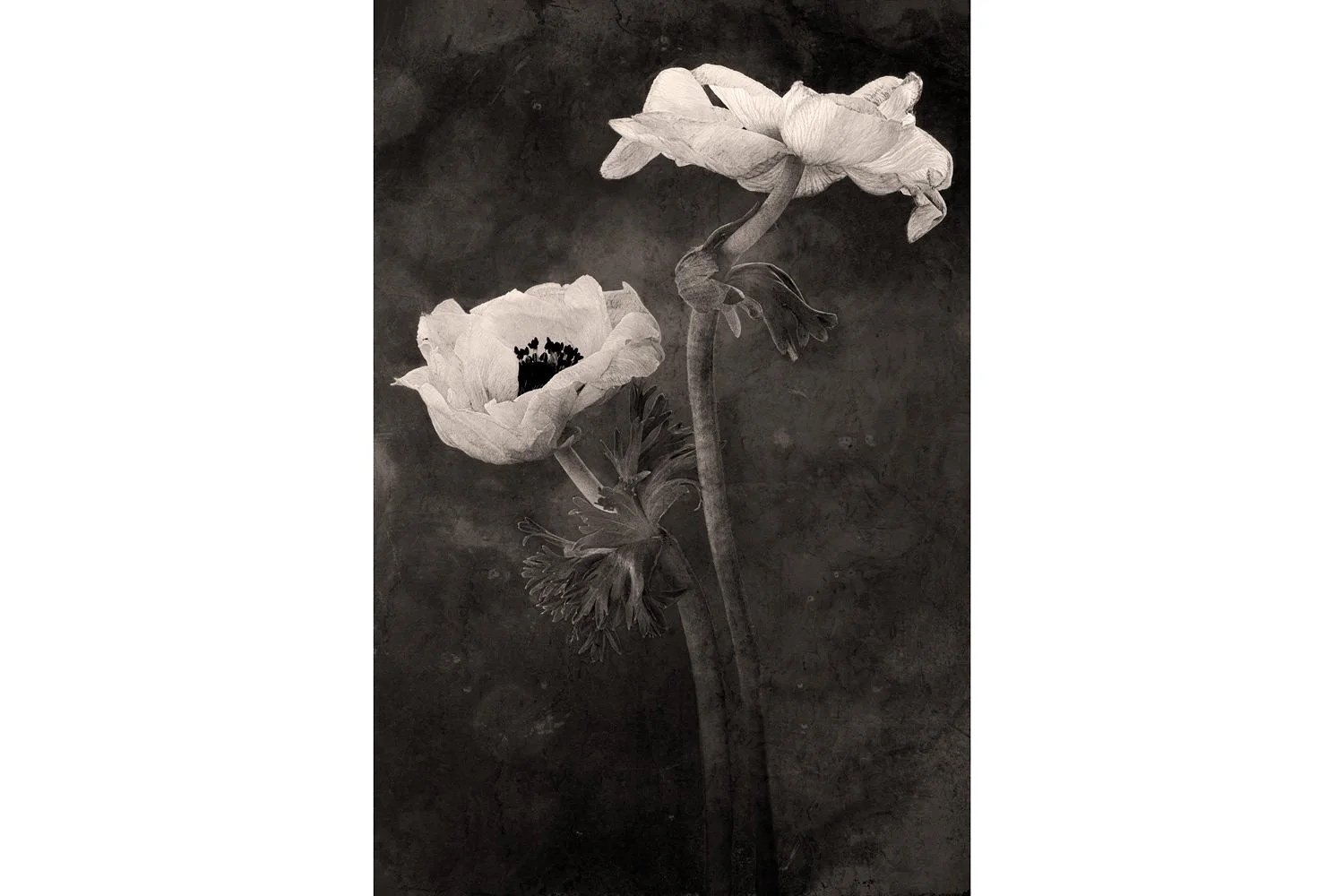 Anemones | Botanical wall art print by Terese Conway.