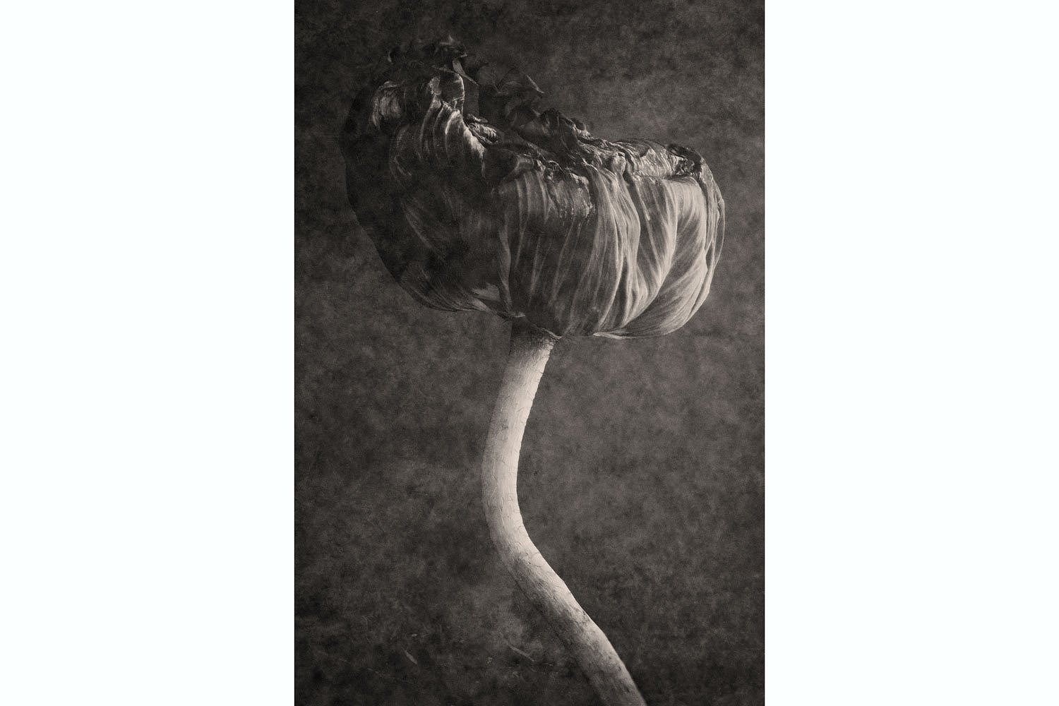 Single Poppy | Botanical photography art print by Terese Conway.