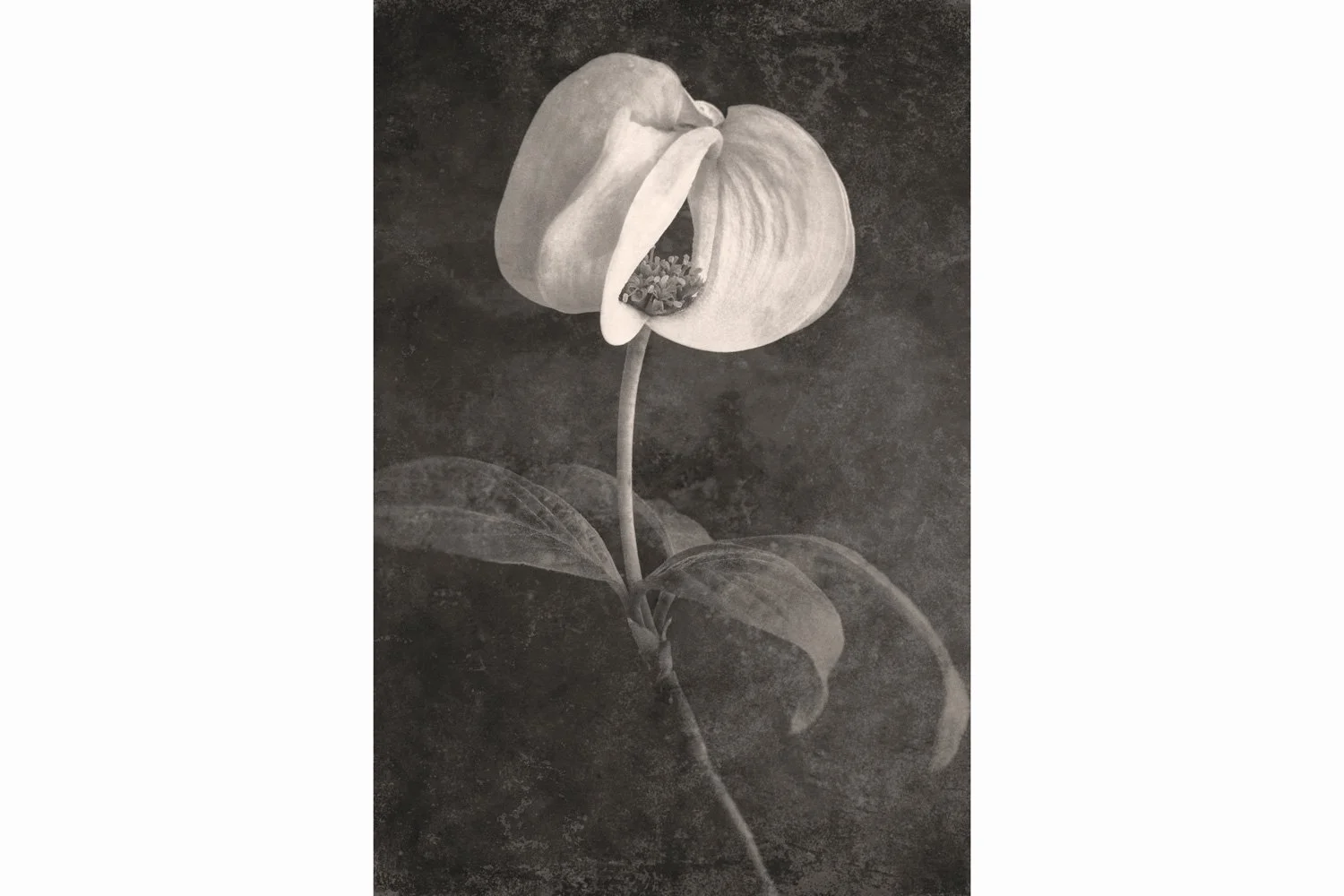 Dogwood Blossom - framed