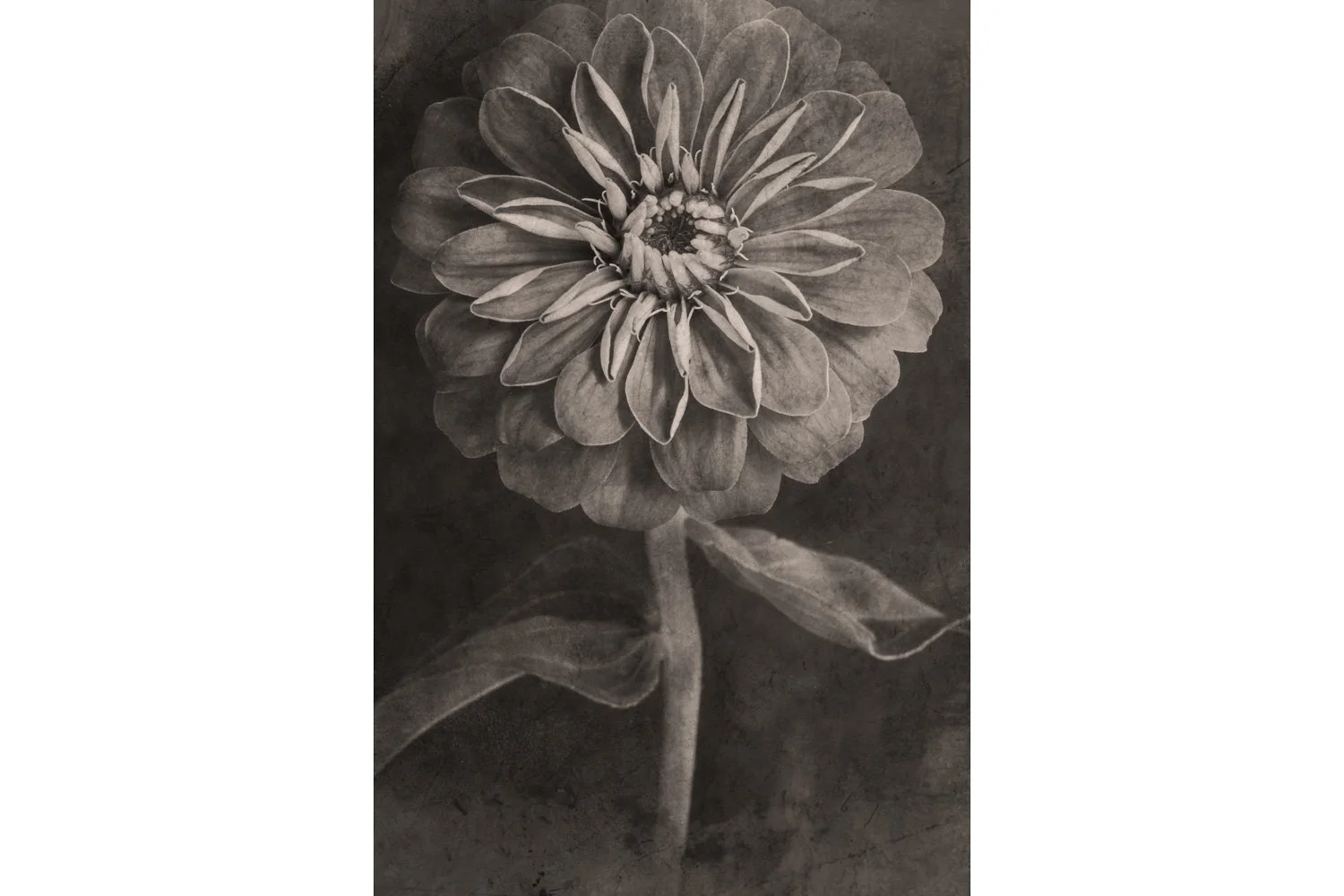 Zinnia Bloom - Botanical Photography Art - Terese Conway.jpg