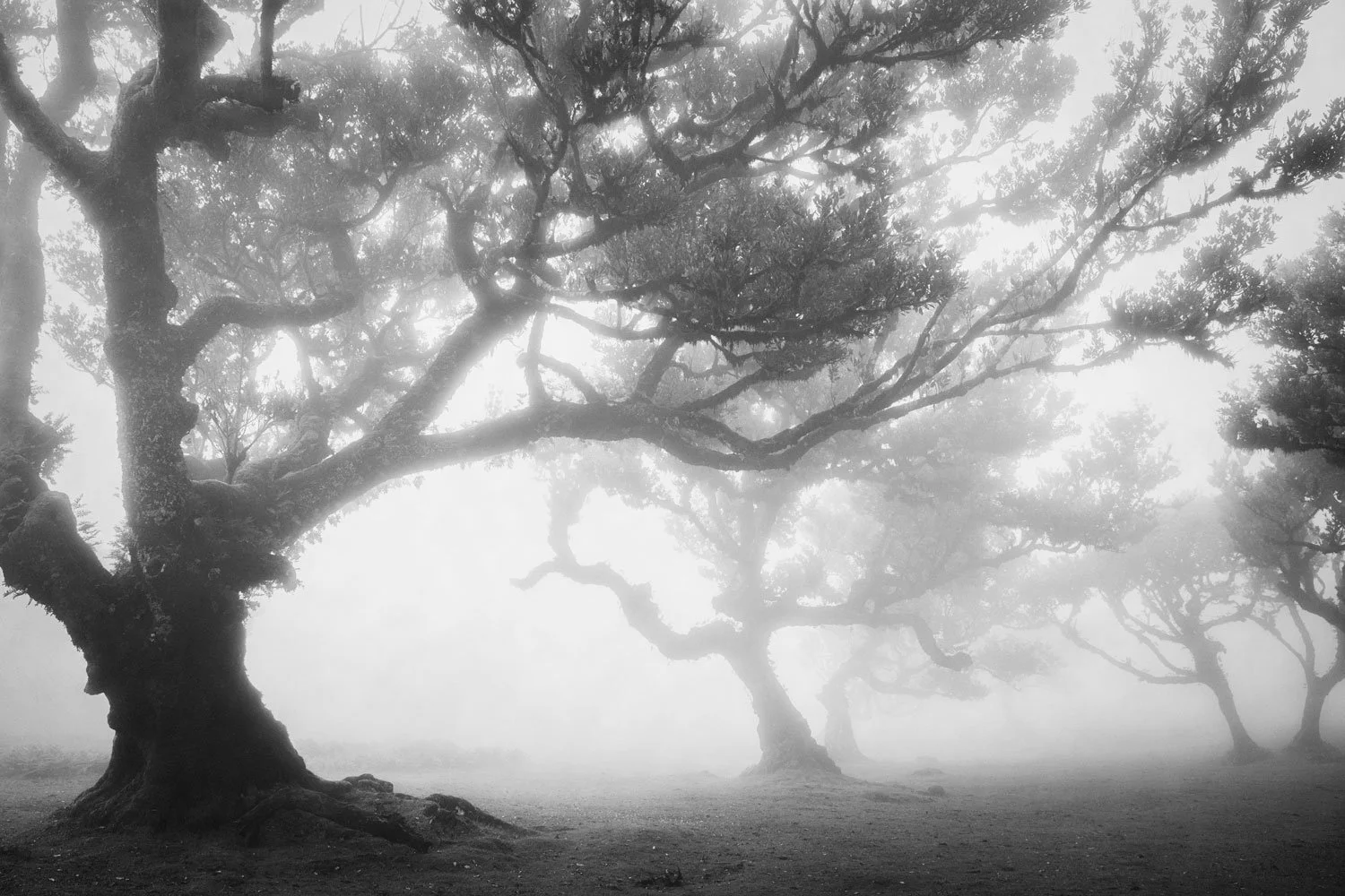 Faded Grove- Black White Landscape Photography Art - Terese Conway.jpg
