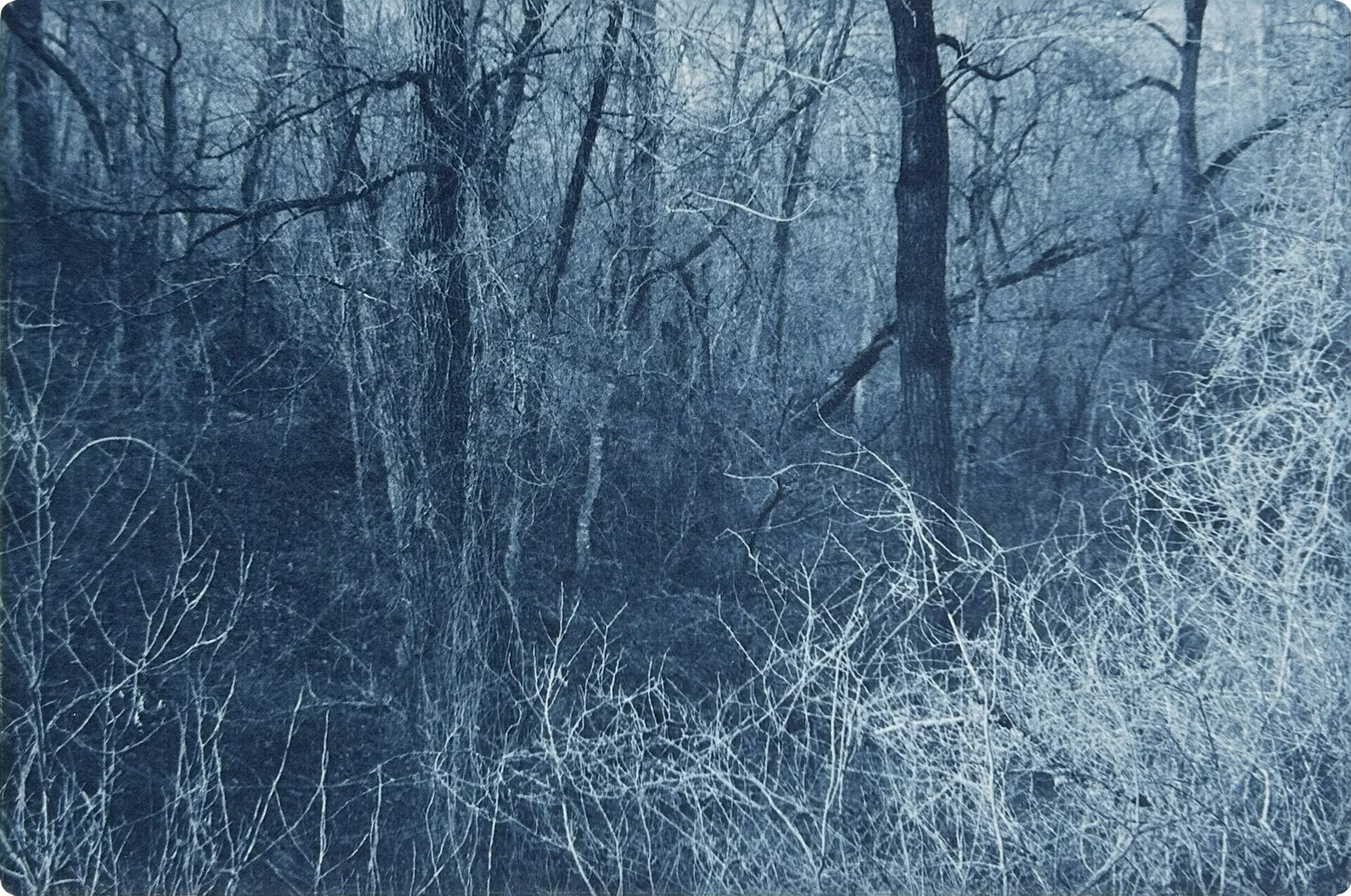 Wildland polymer photogravure for sale by Terése Conway.