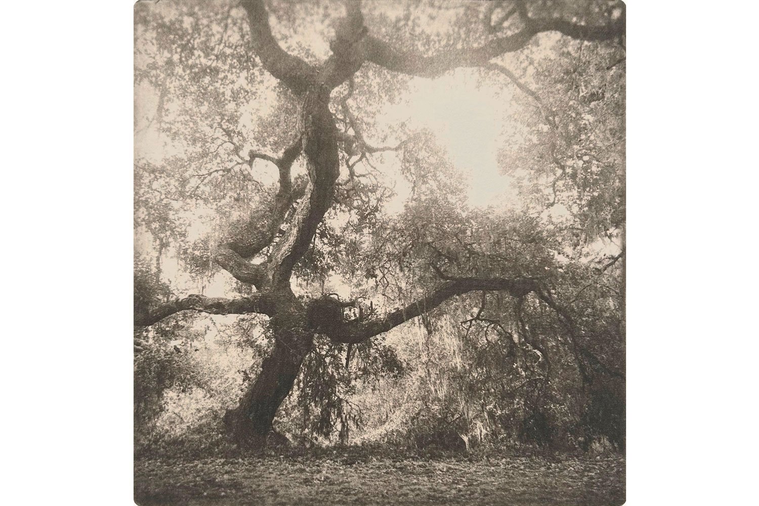The Oak | Polymer photogravure print by Terese Conway.