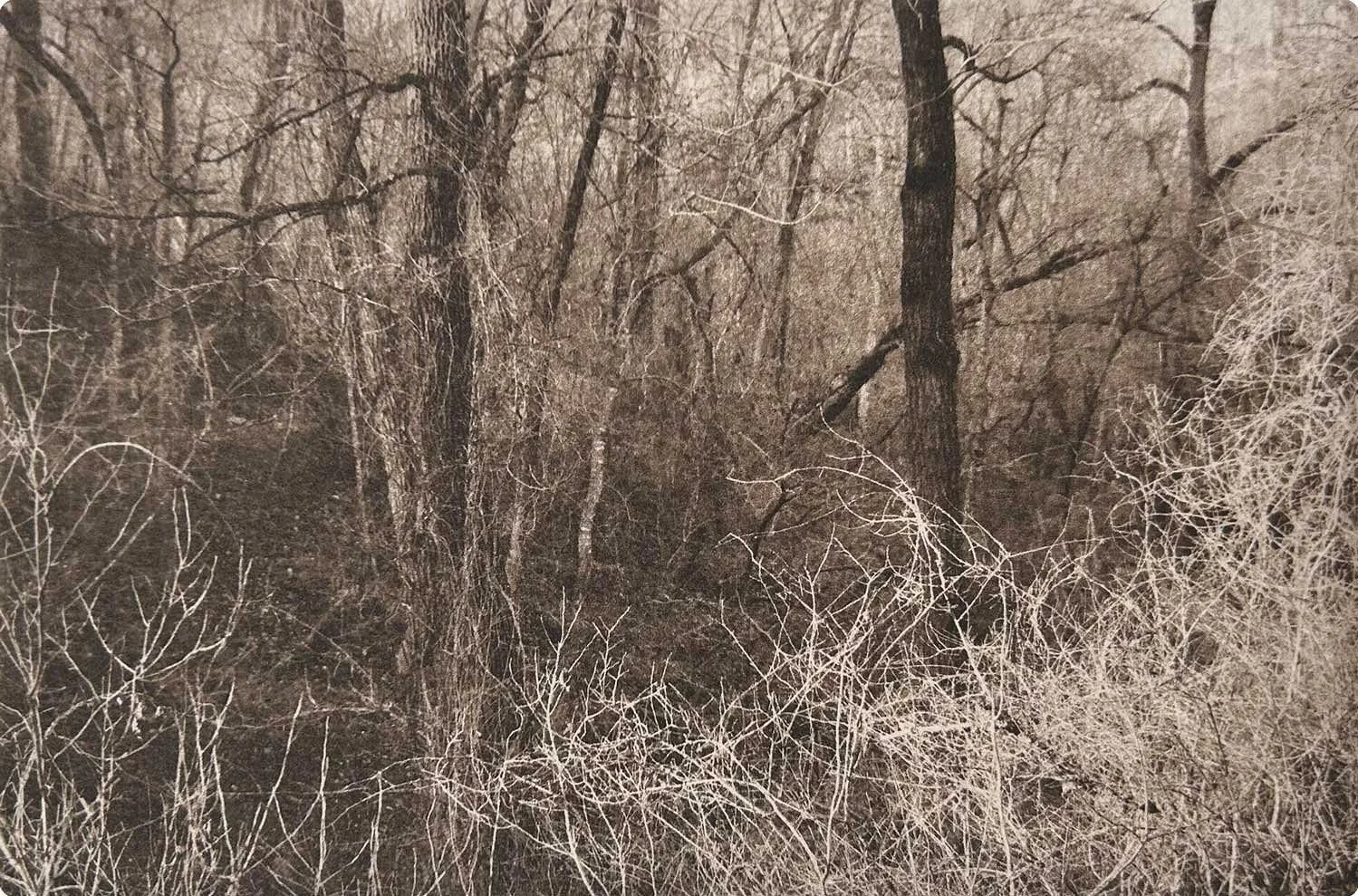 Wildland_Sepia.jpg