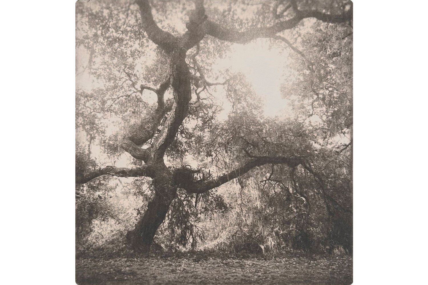 TheOak.jpg
