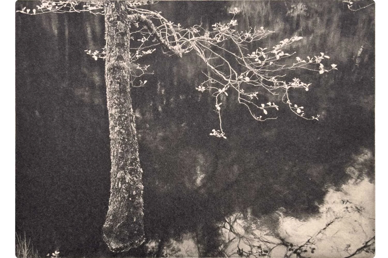 Portrait of a Tree