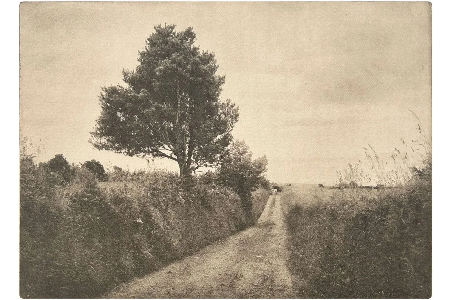 Country Lane