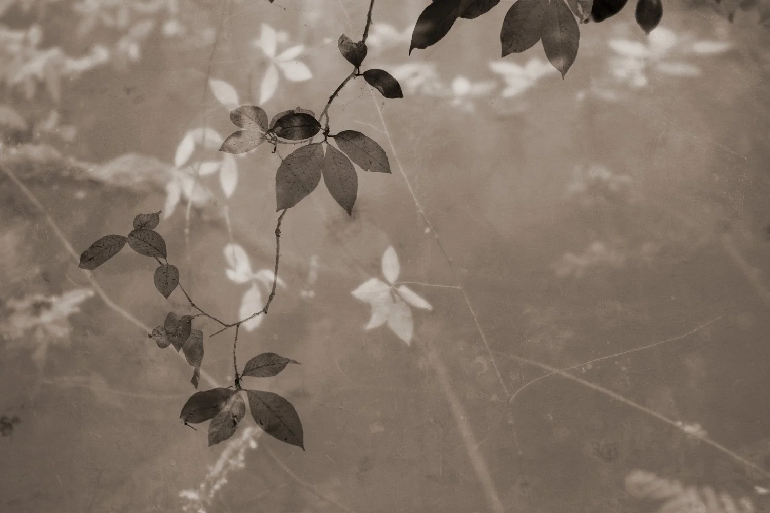 Dreamweaver | Photography print by Terese Conway.