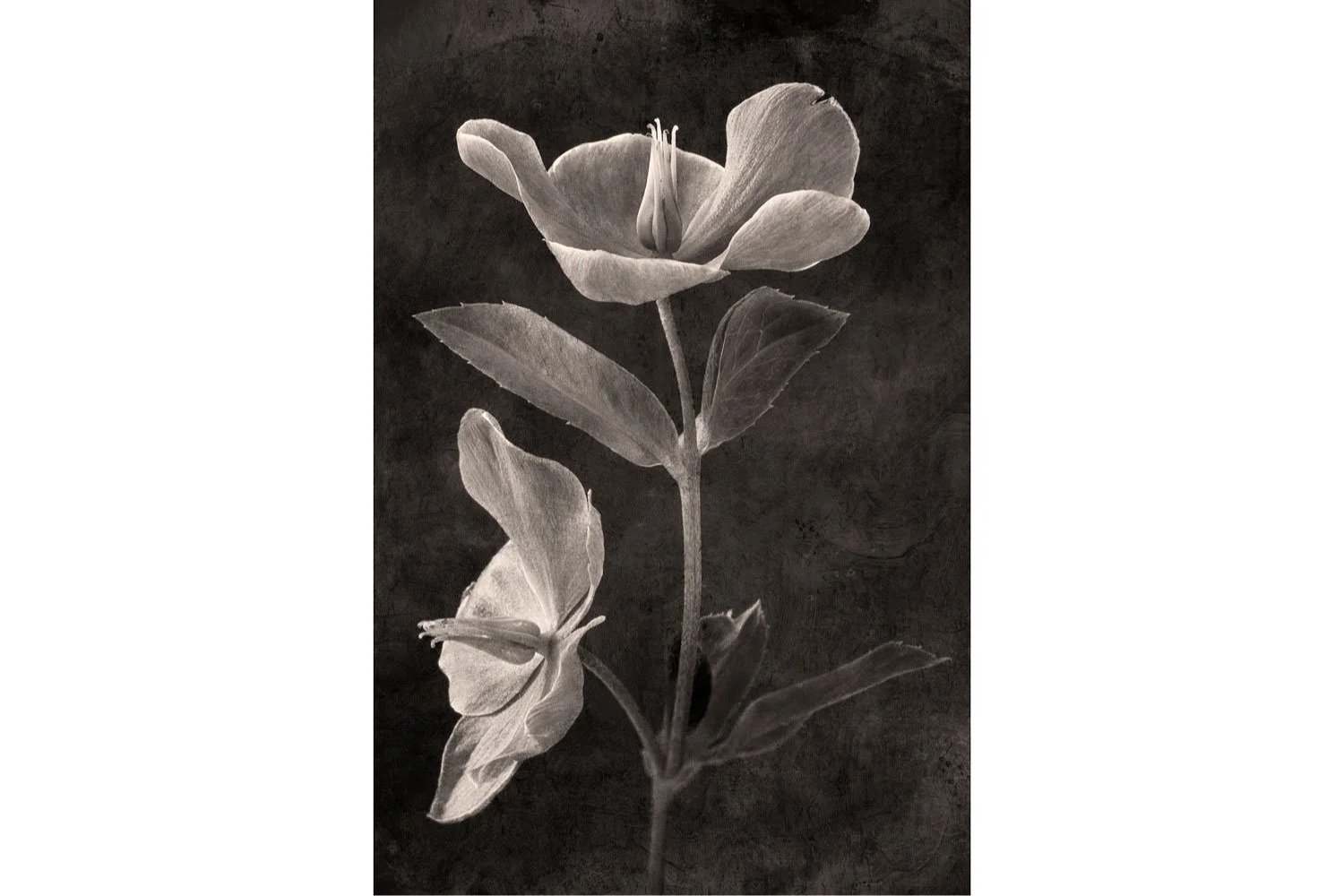 Hellebore+-+Botanical+Photography+Art+-+Terese+Conway.jpg