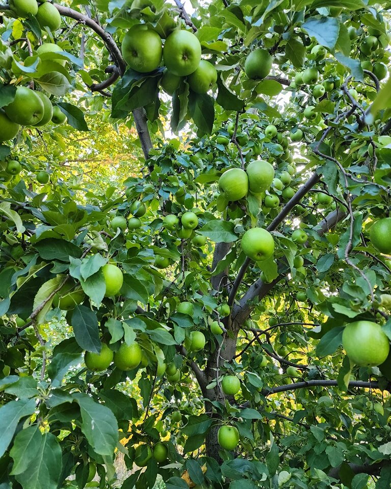 Orchard Valley Farm Pick Your Own Farm in Pennsylvania